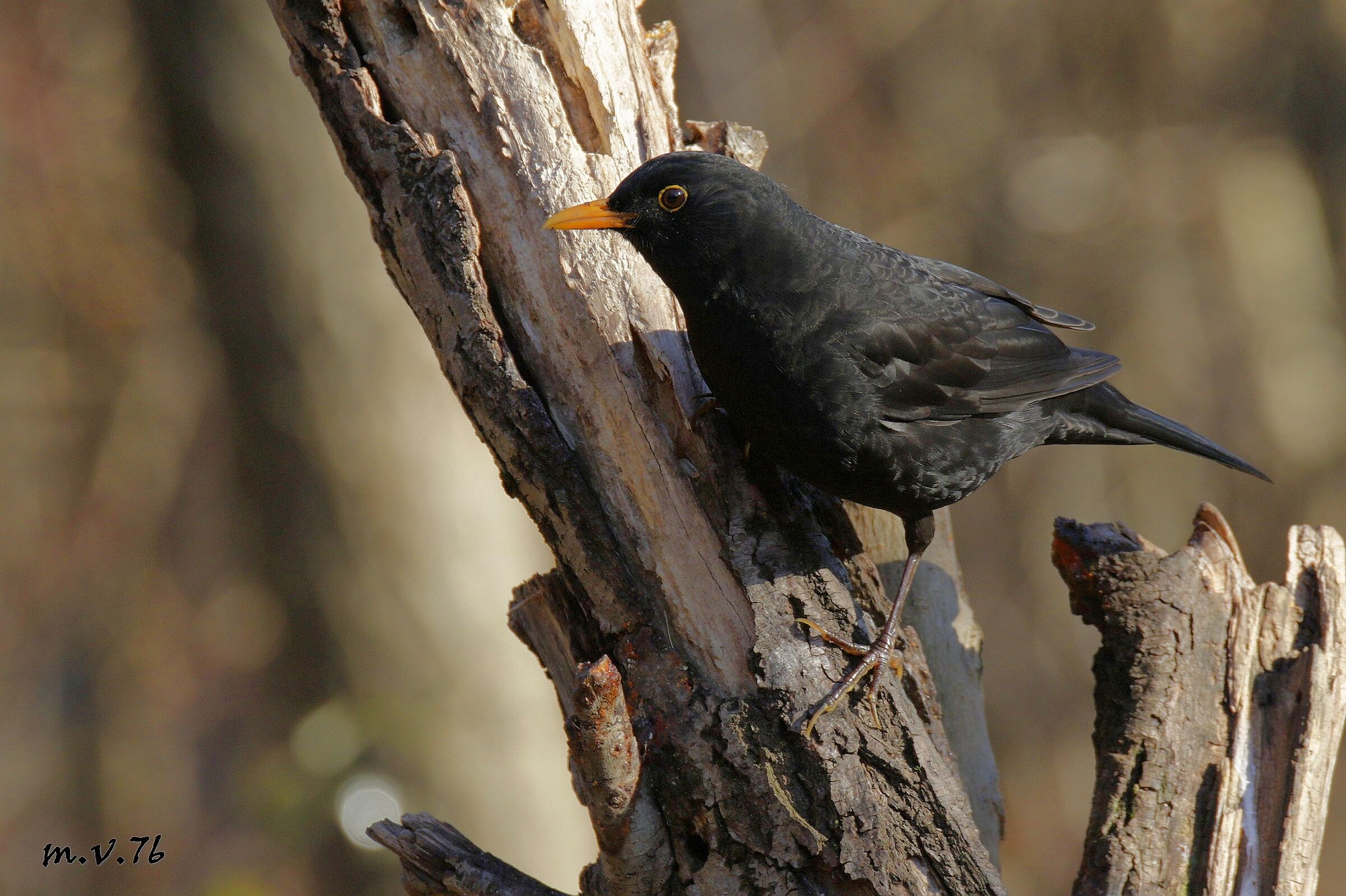 Merlo Turdus merula - Ord: Passeriformi - Fam: Turdidi