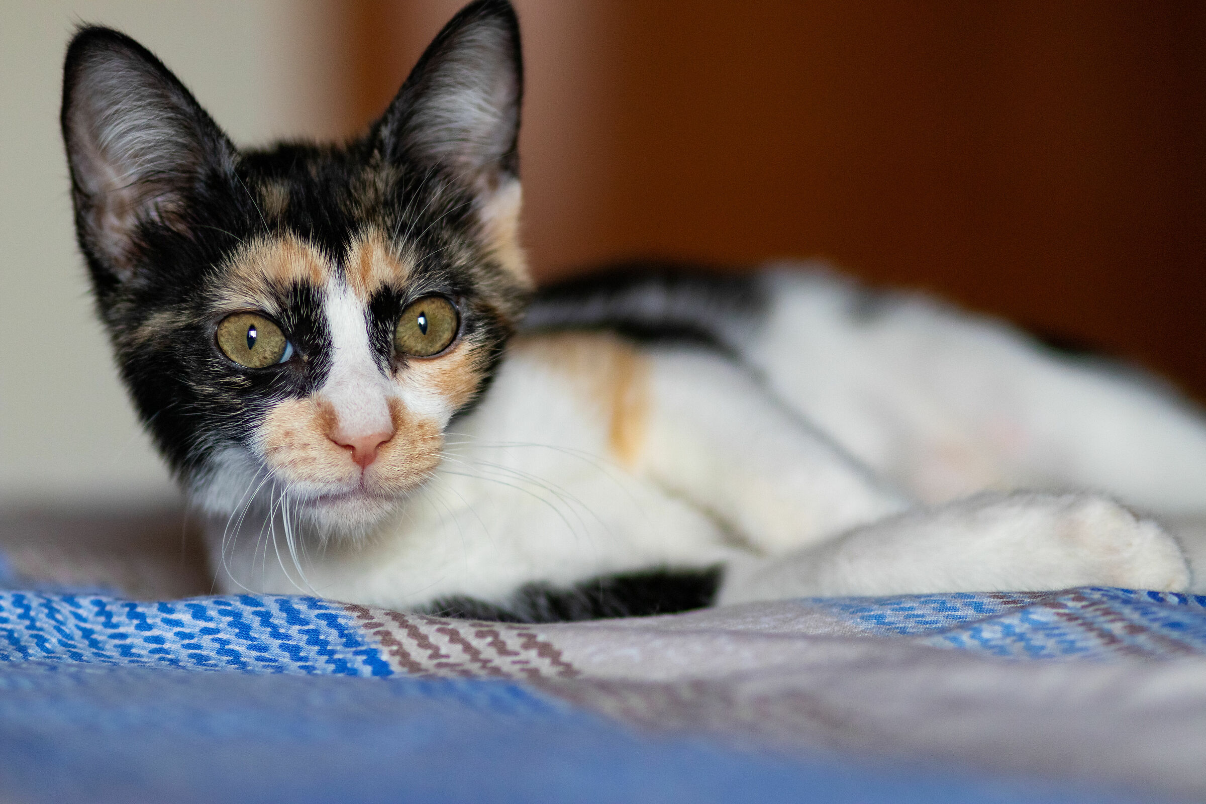 Dea la nuova arrivata