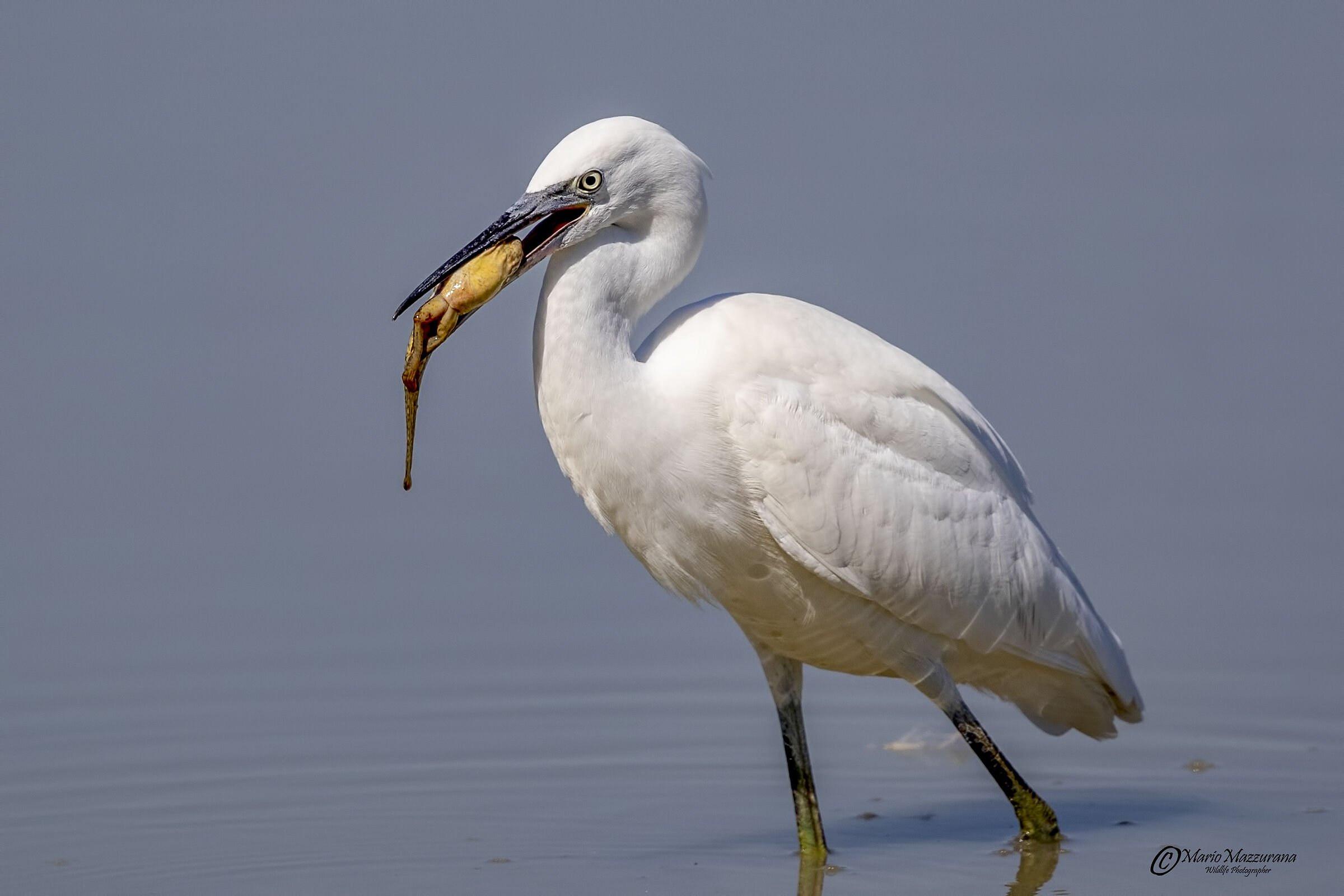 Garzetta egretta