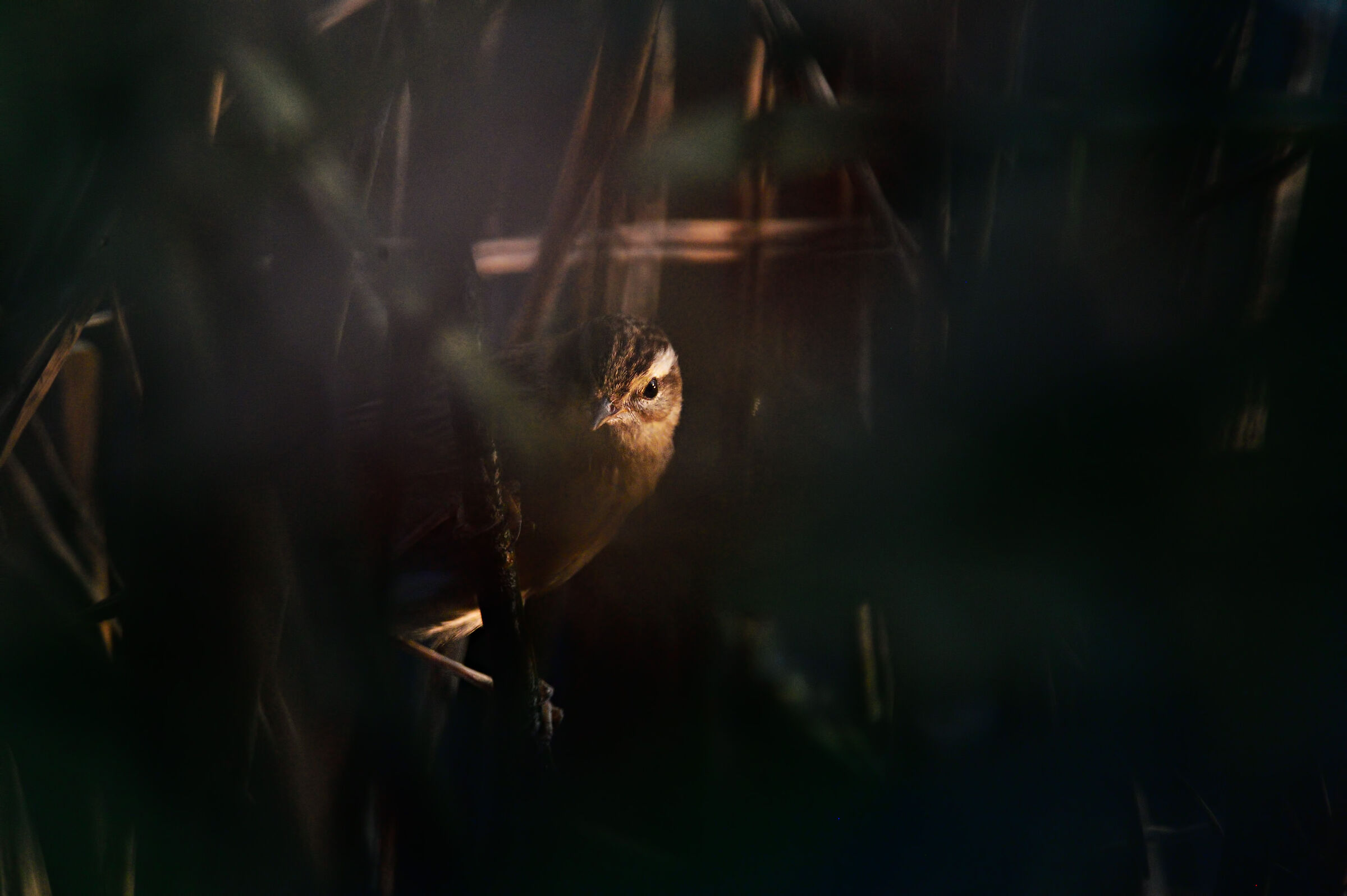 il Sopracciglio ( Forapaglie Comune)