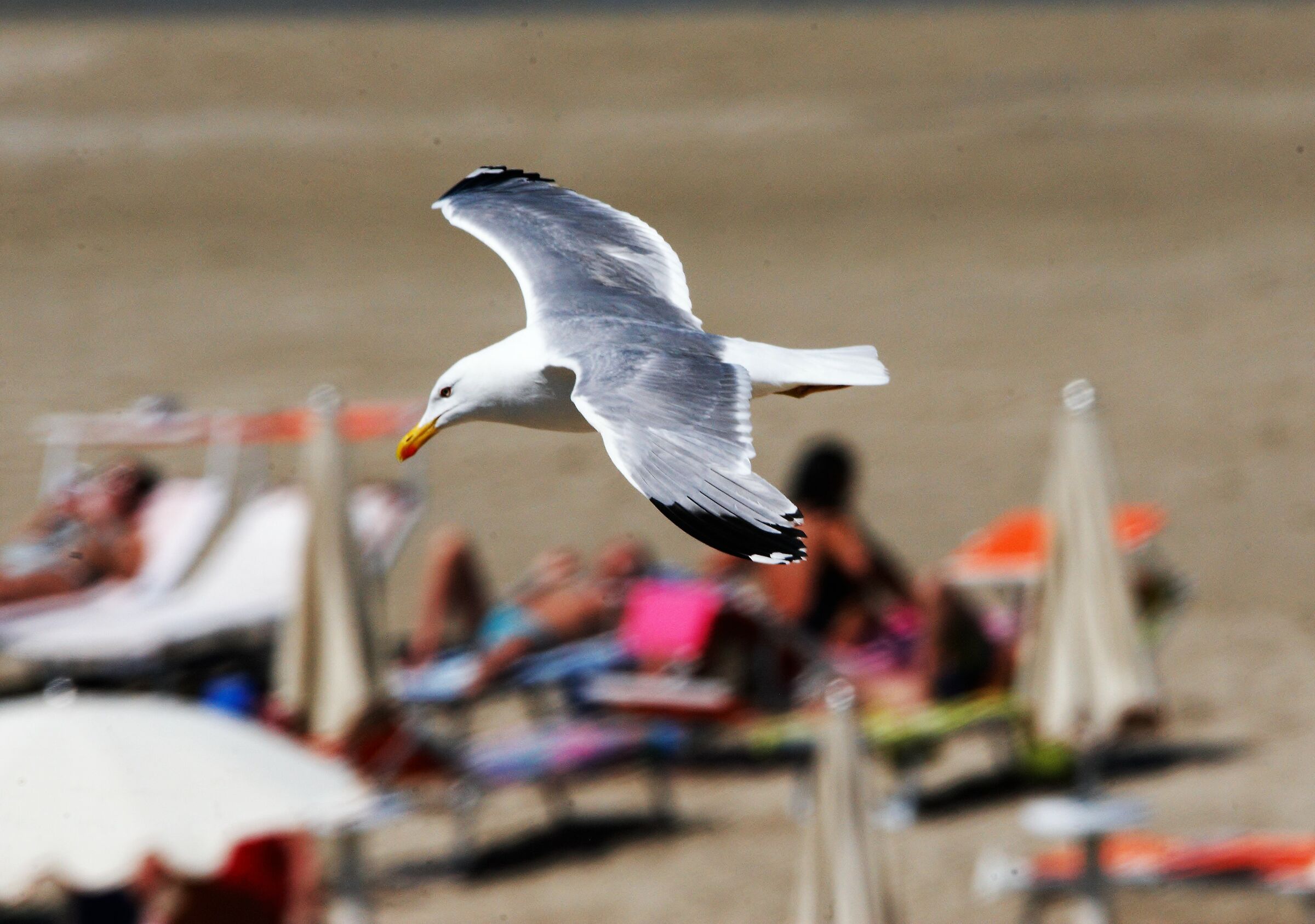 Seagull on holiday