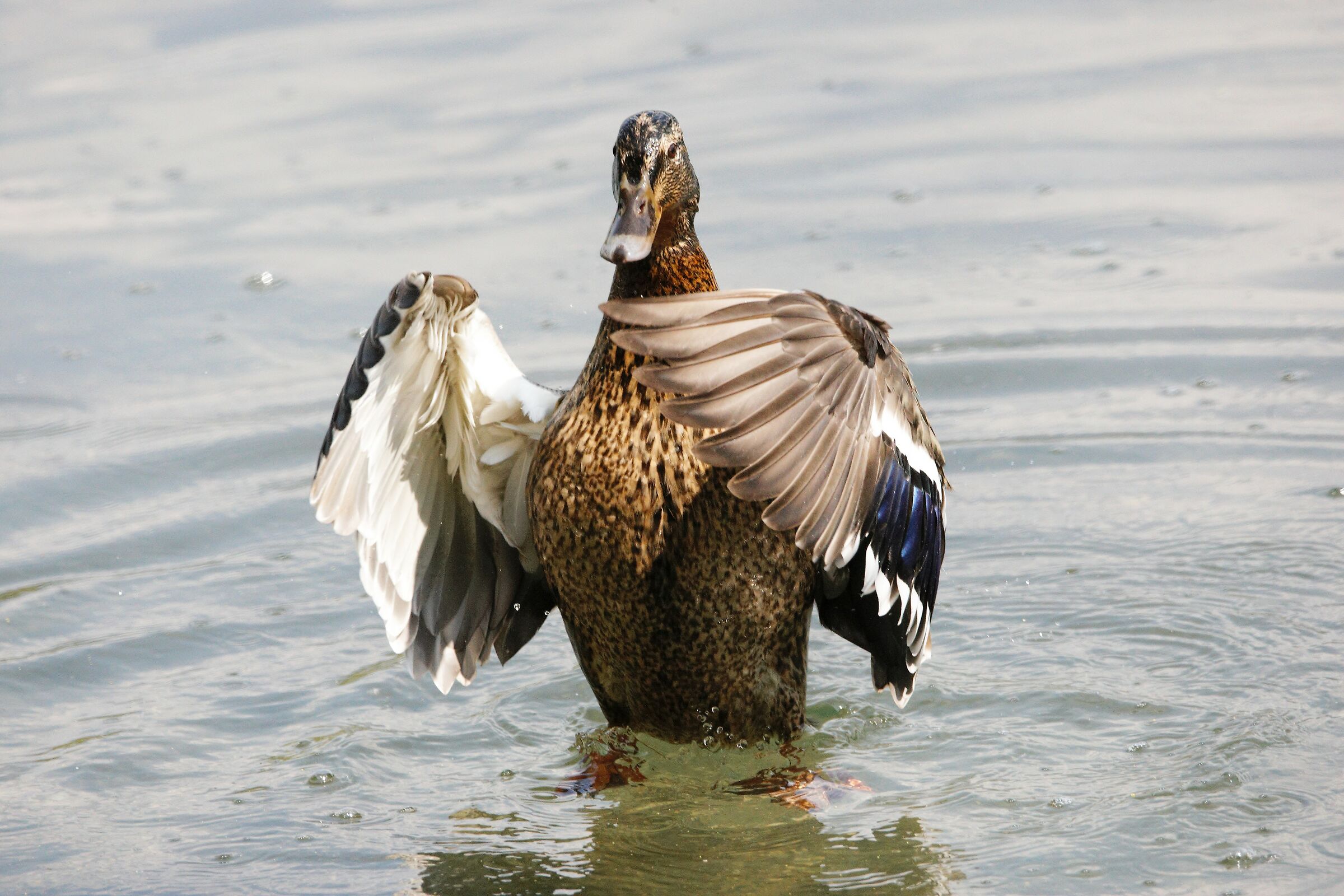 I wanted to conduct an orchestra....