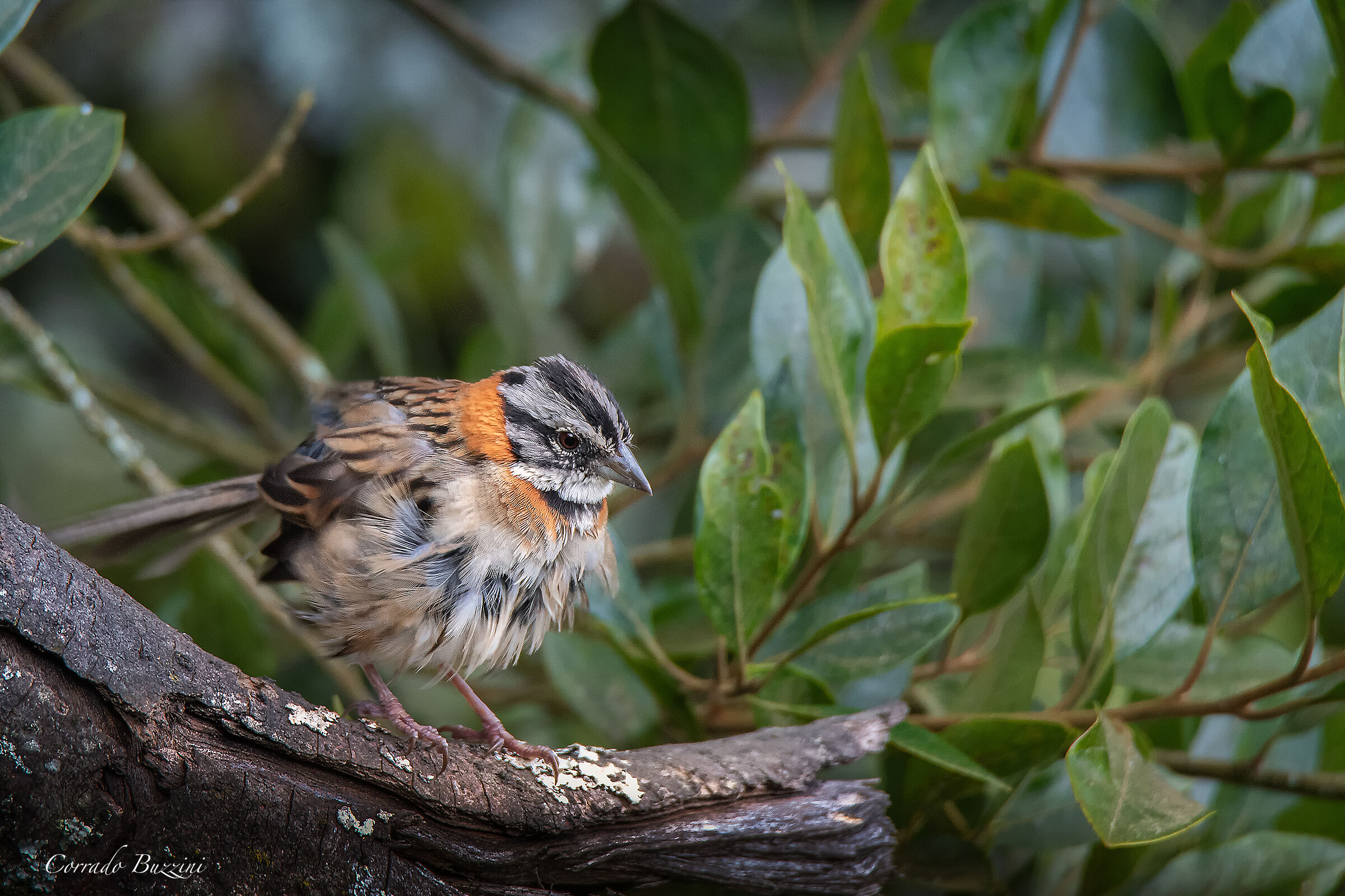 rufous collared sparrow