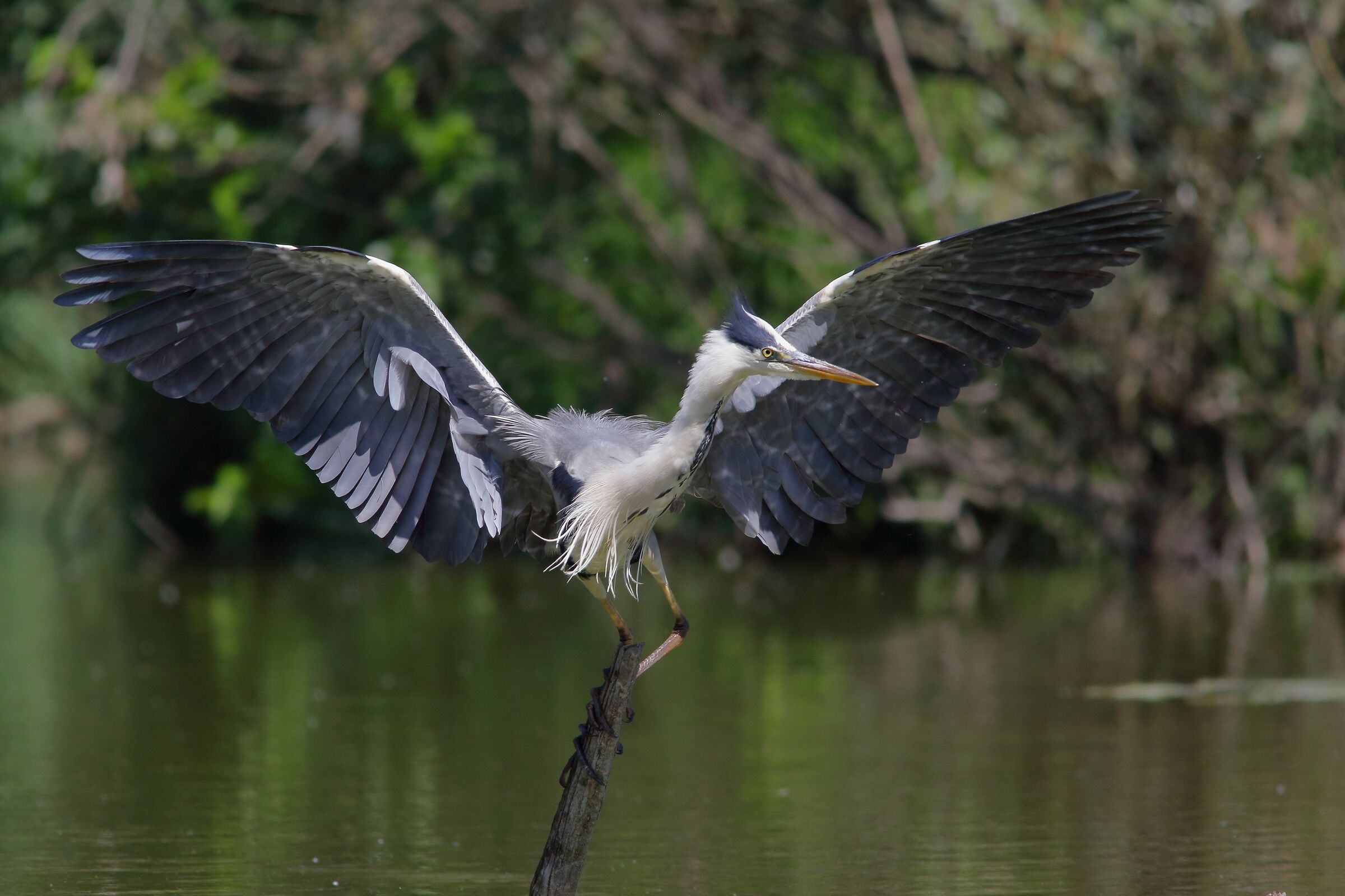 airone cenerino  (Ardea cinetea)