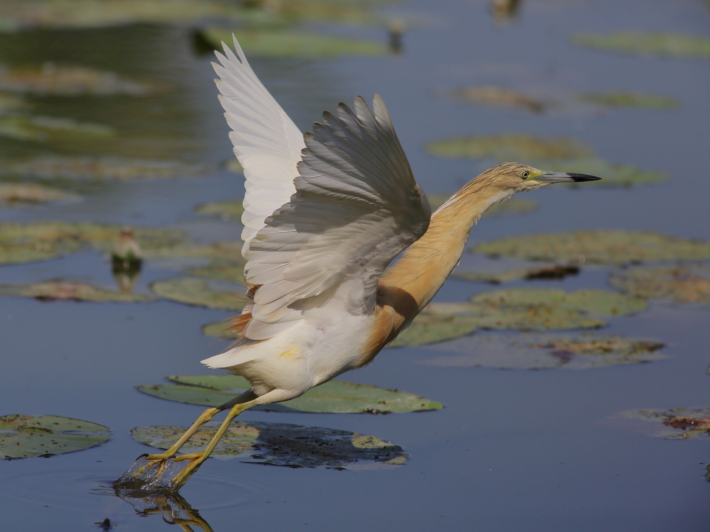 Ardeola ralloides  sgarza ciuffetto