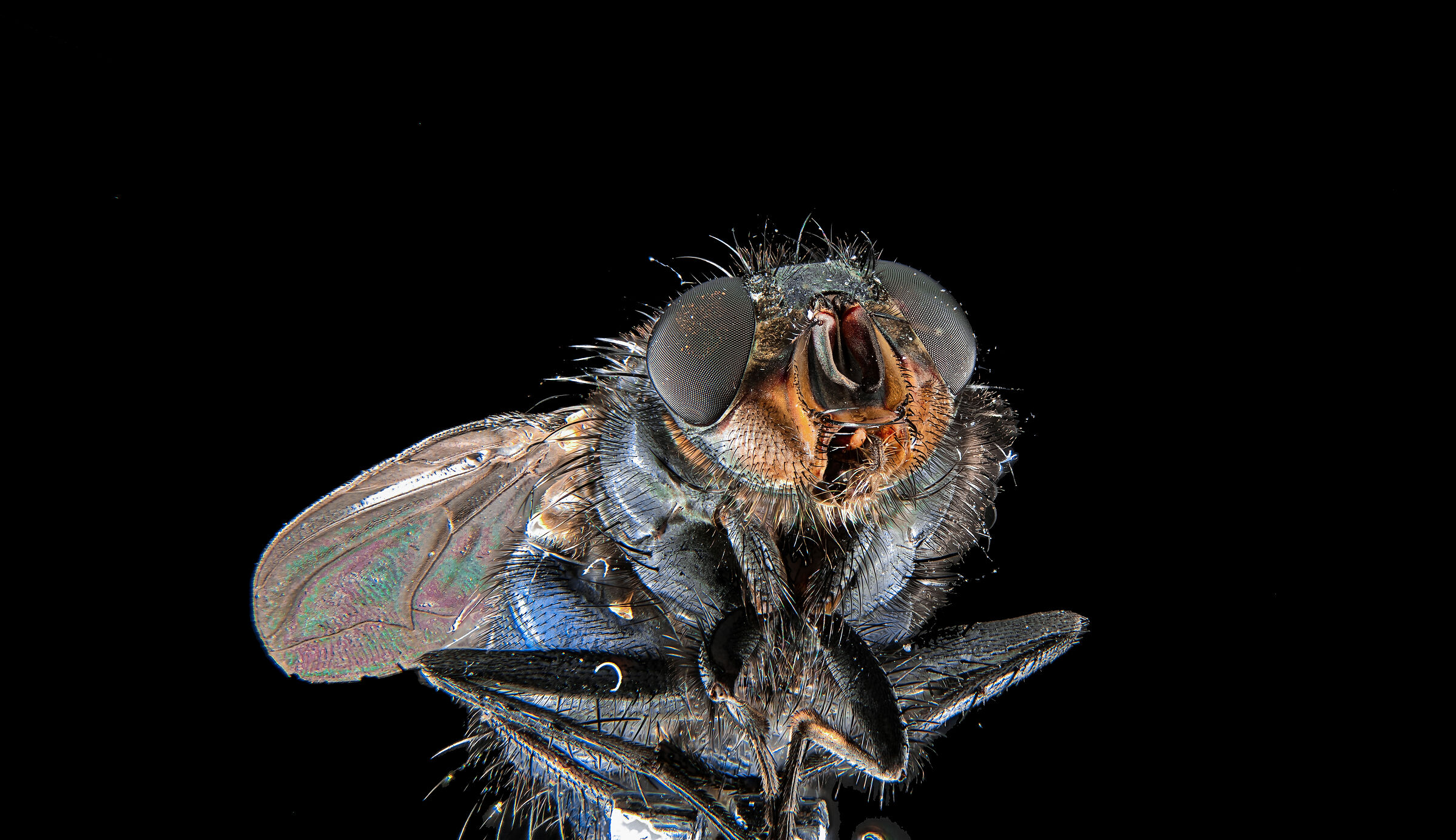 focus stacking fly