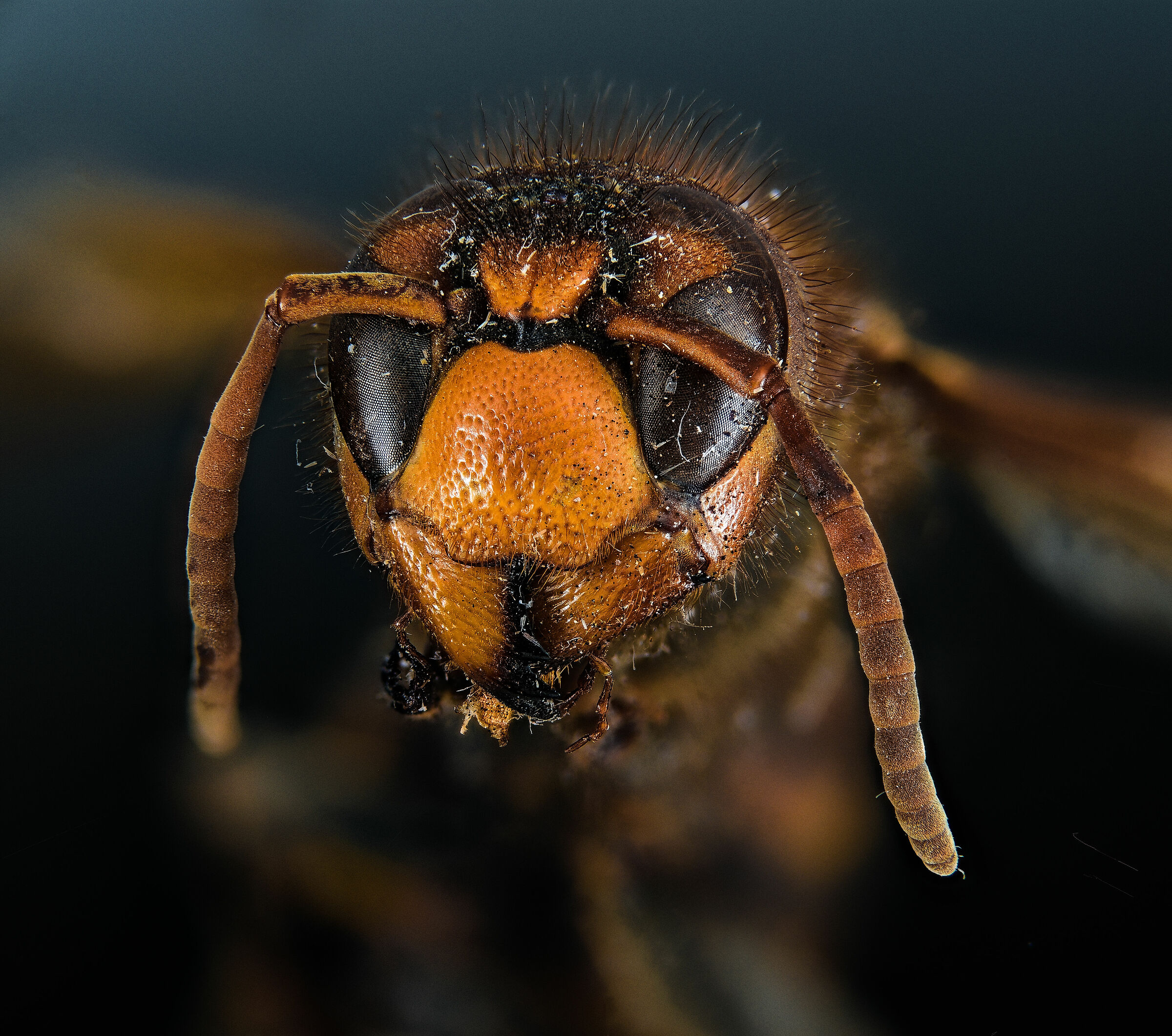 focus stacking carabro wasp