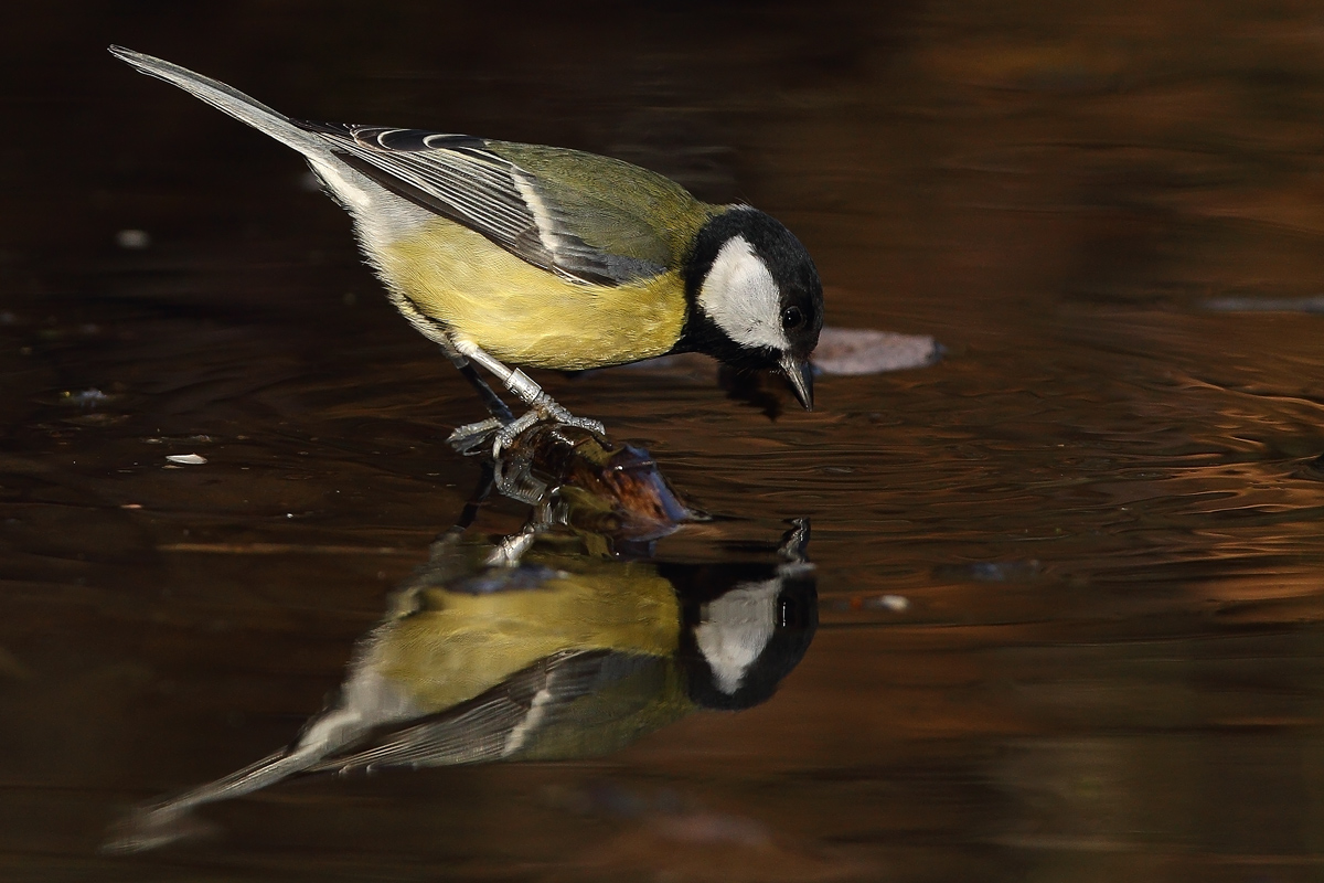 cincia cincia delle mie brame....