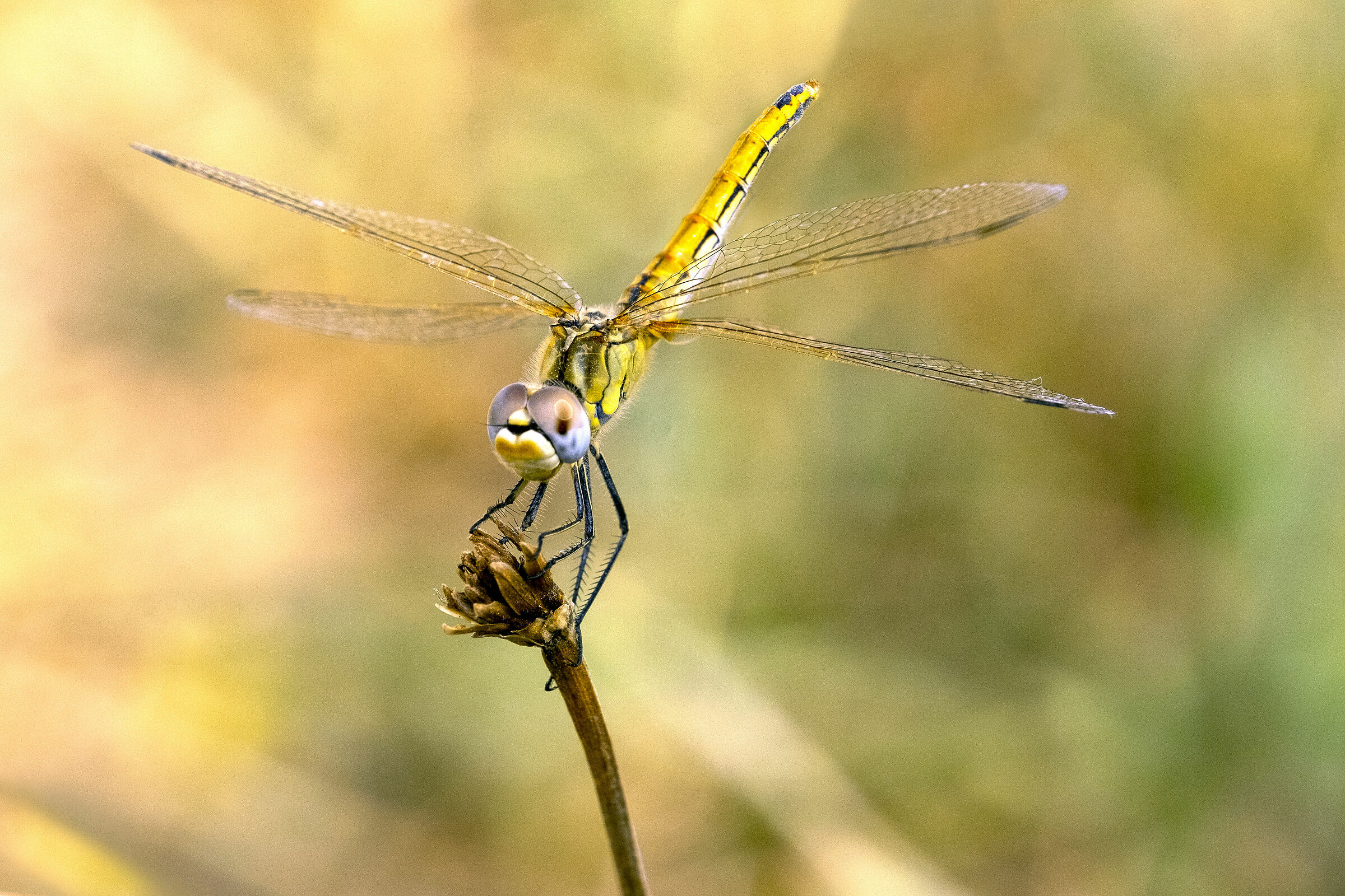 ... chasing her into the meadow...