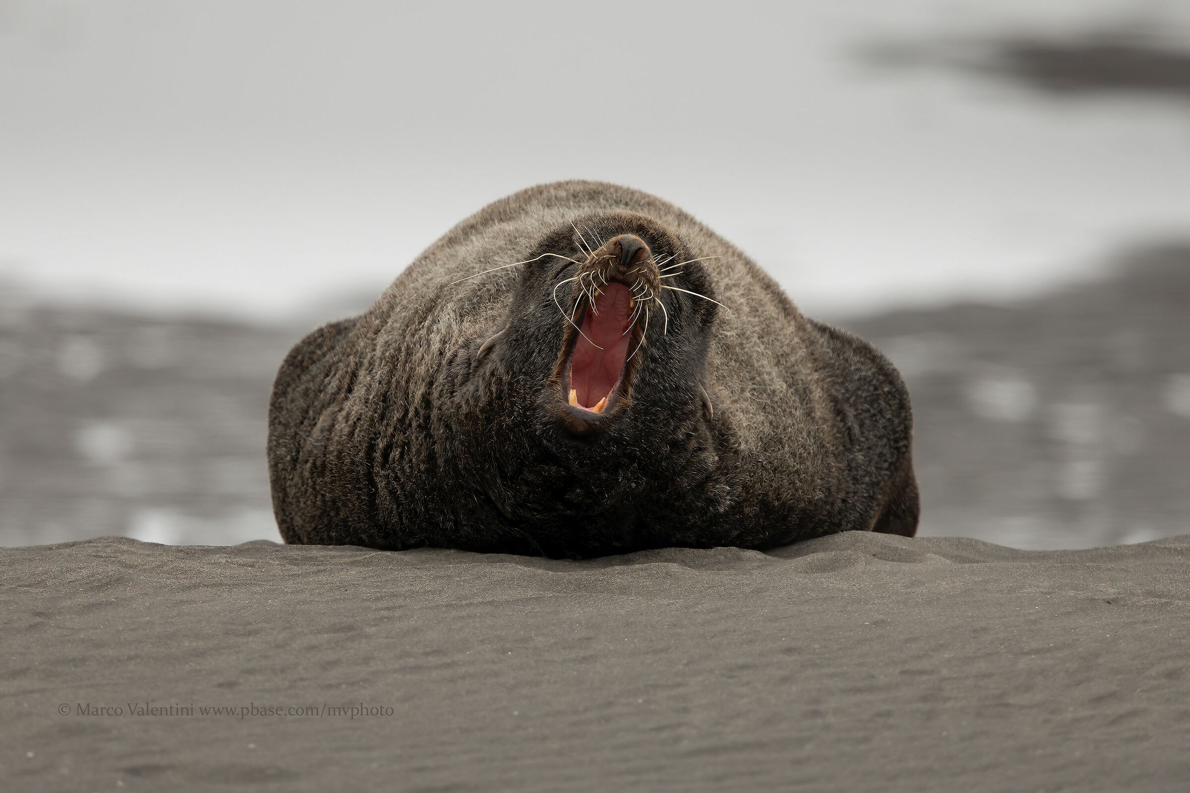 Callorino of Alaska