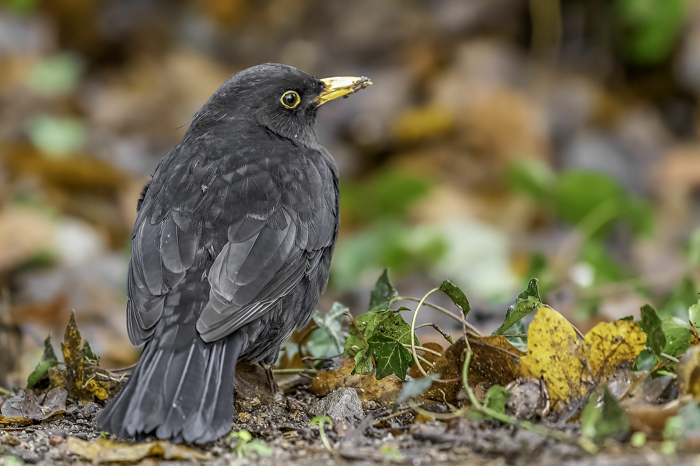 Uccello nero comune (Turdus merula)