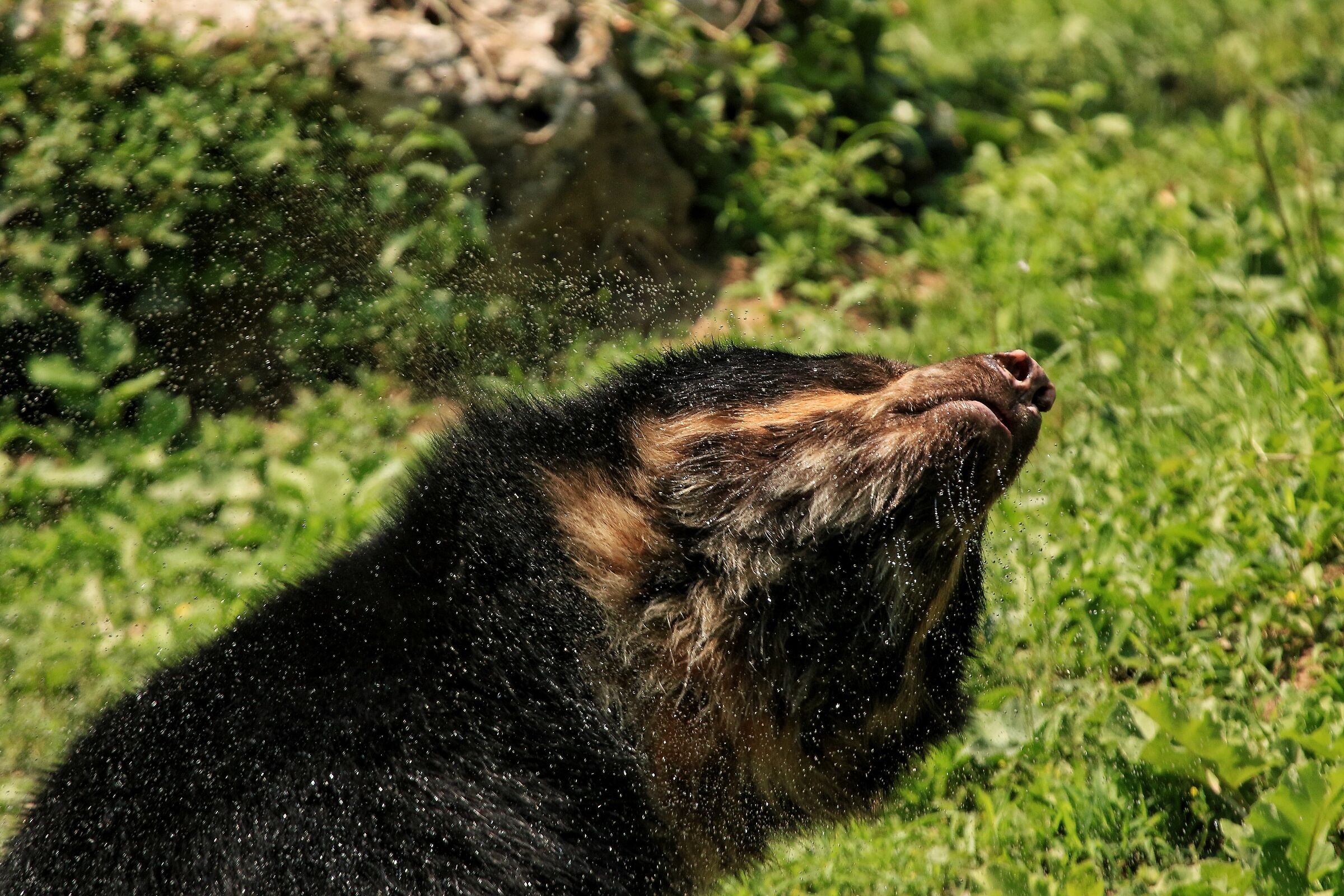 Orso con gli occhiali
