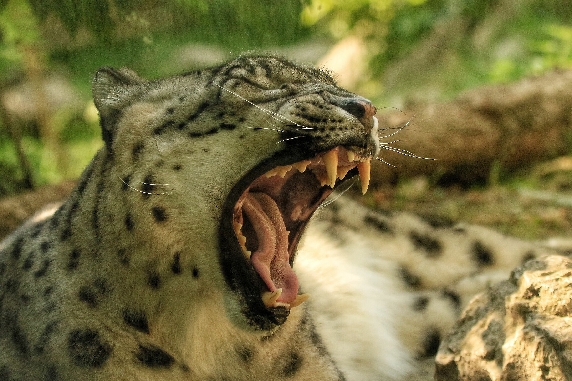 Leopardo delle nevi