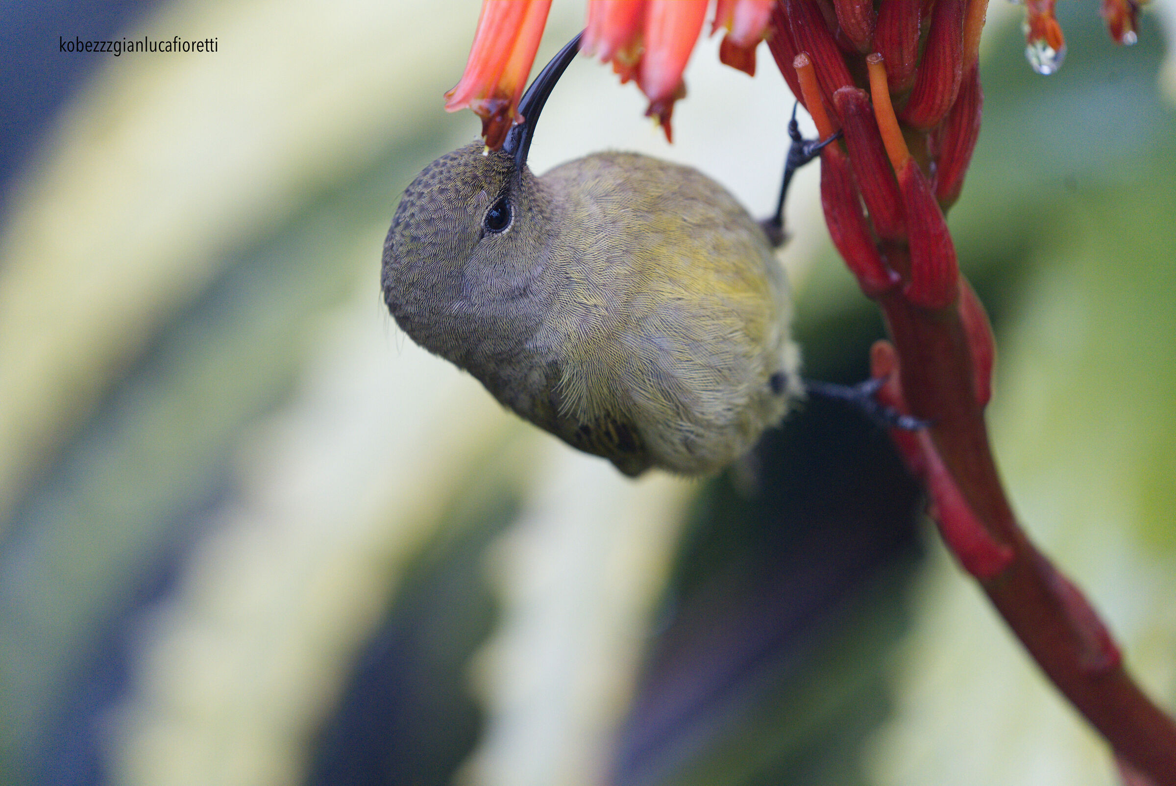 Portrait: Nettarinia Olivacea