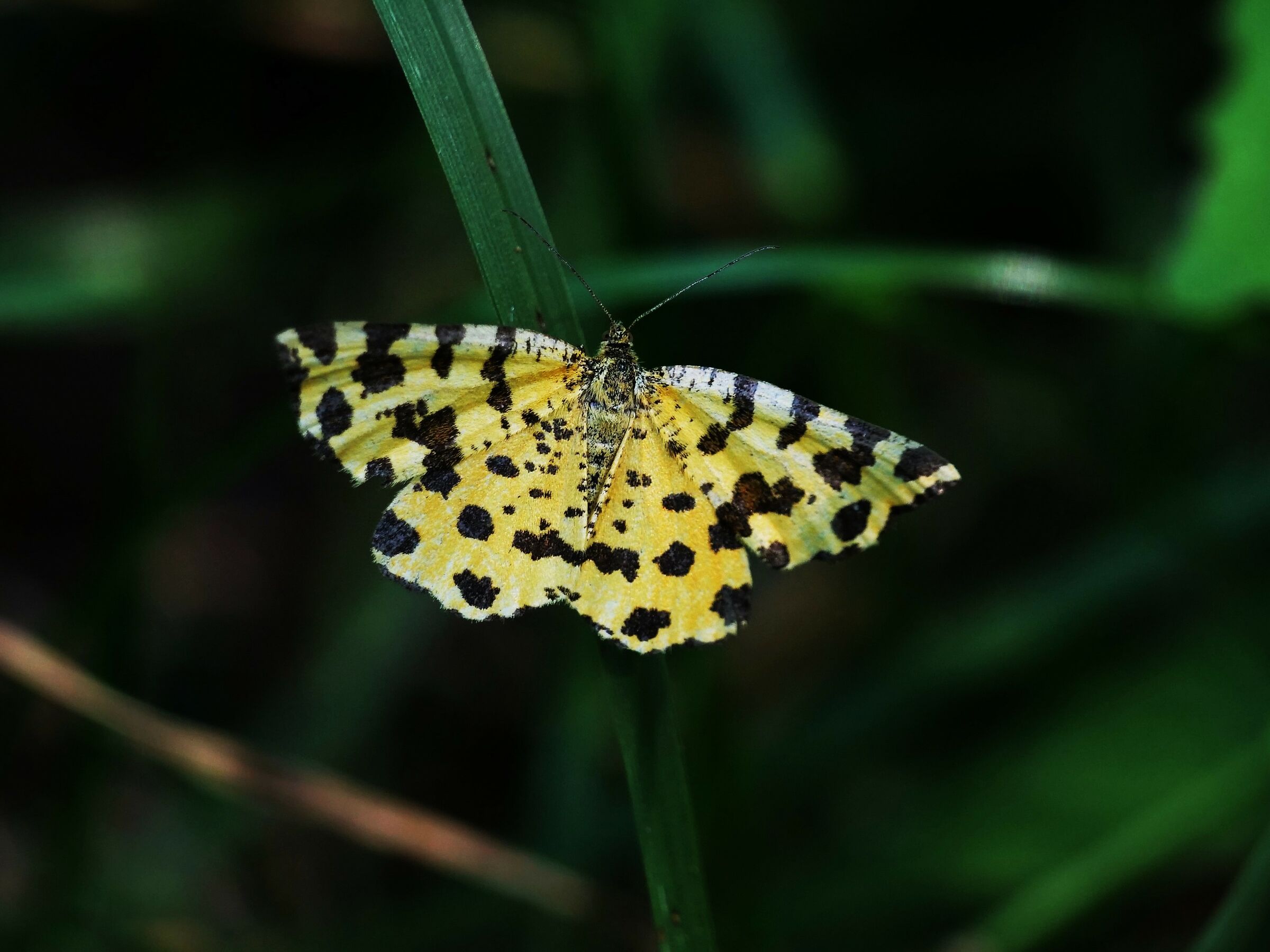 Macularia Pseudopanthera