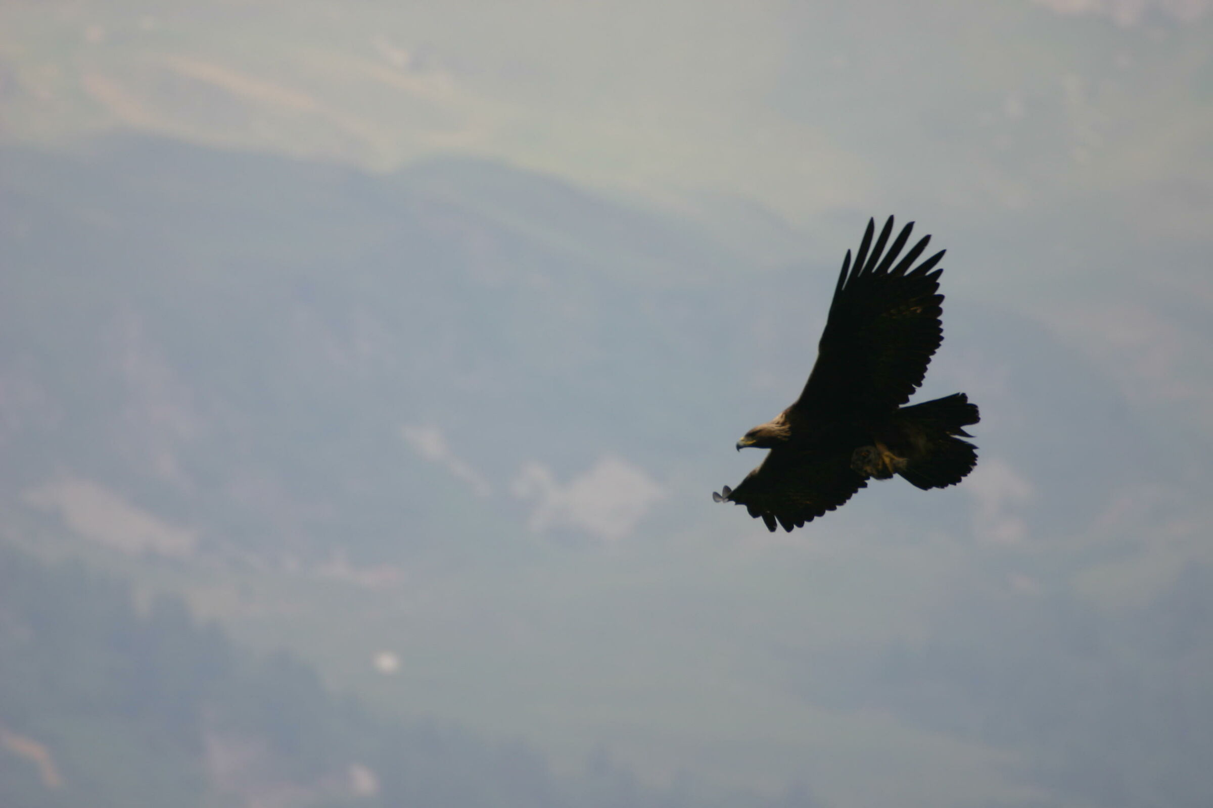 in volo con la preda