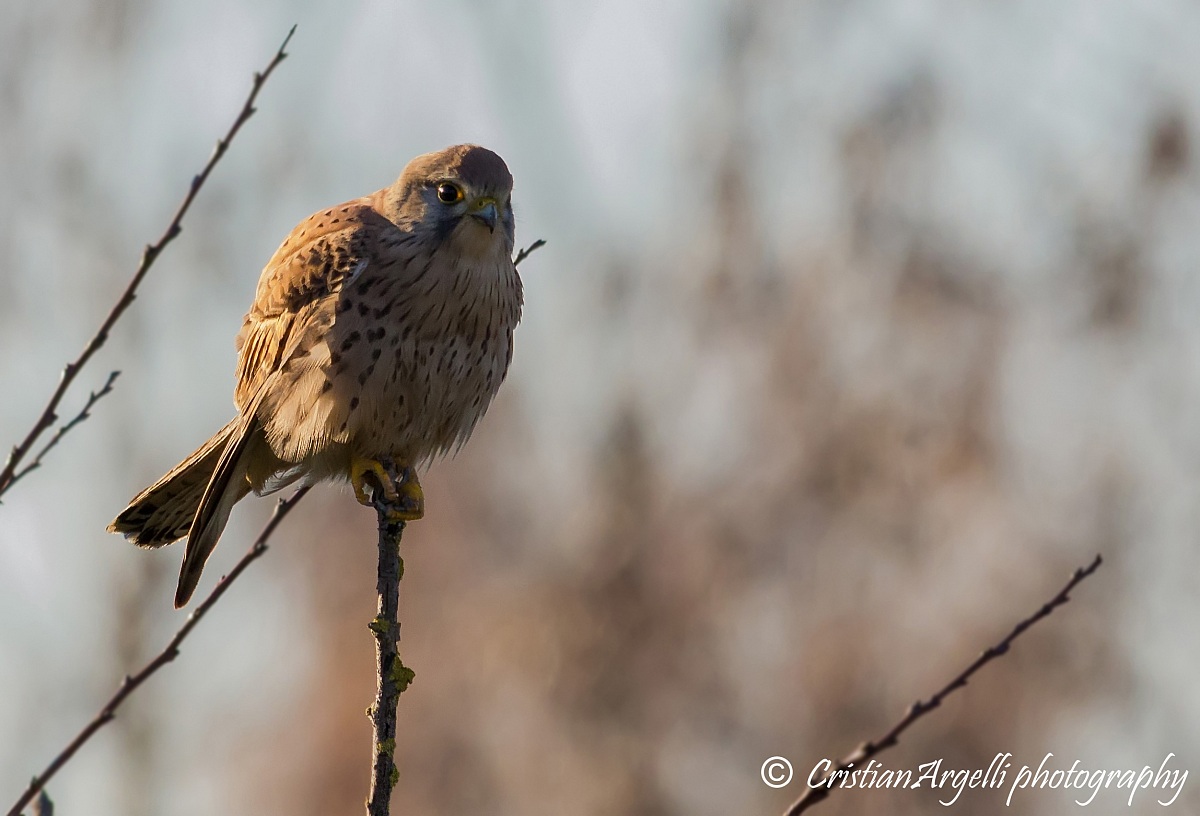 My first Kestrel 2
