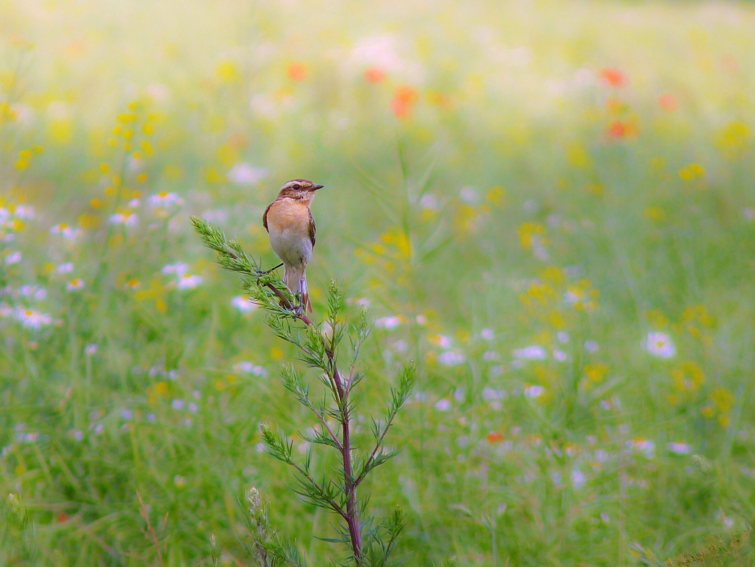Poklaskwa 3 (Saxicola rubetra)
