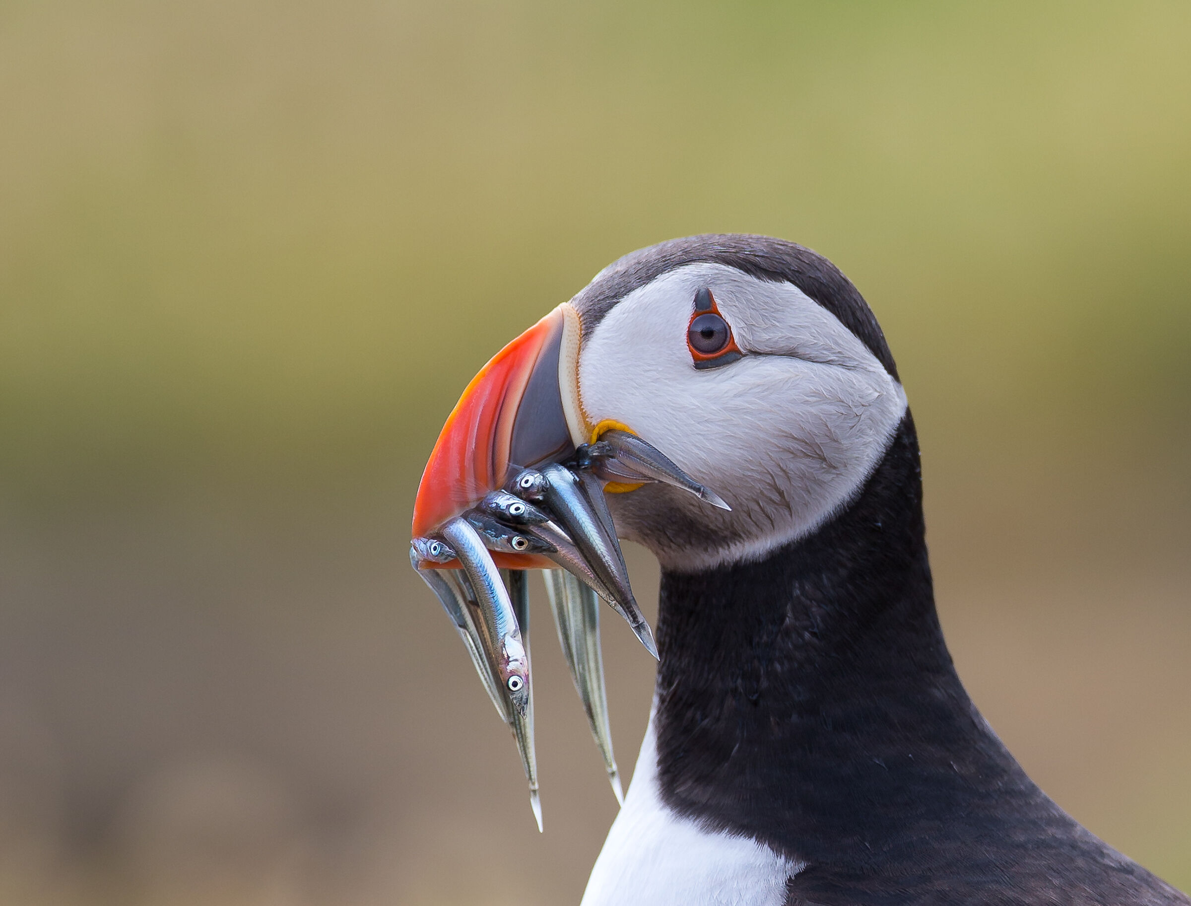 Puffin