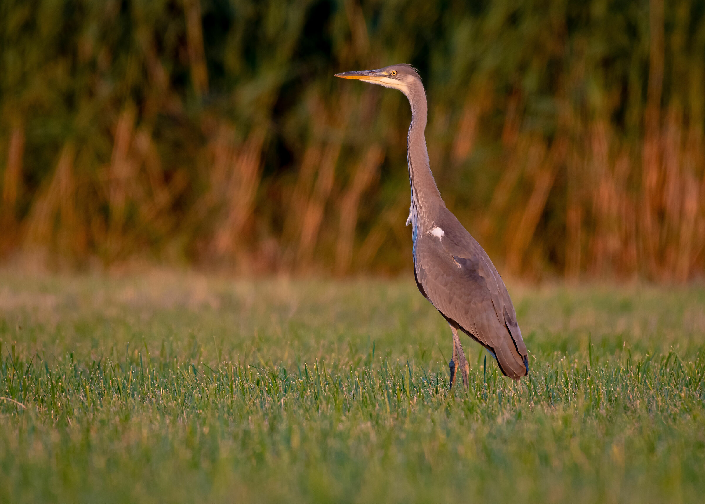Grey Heron (Ardea Cinerea)