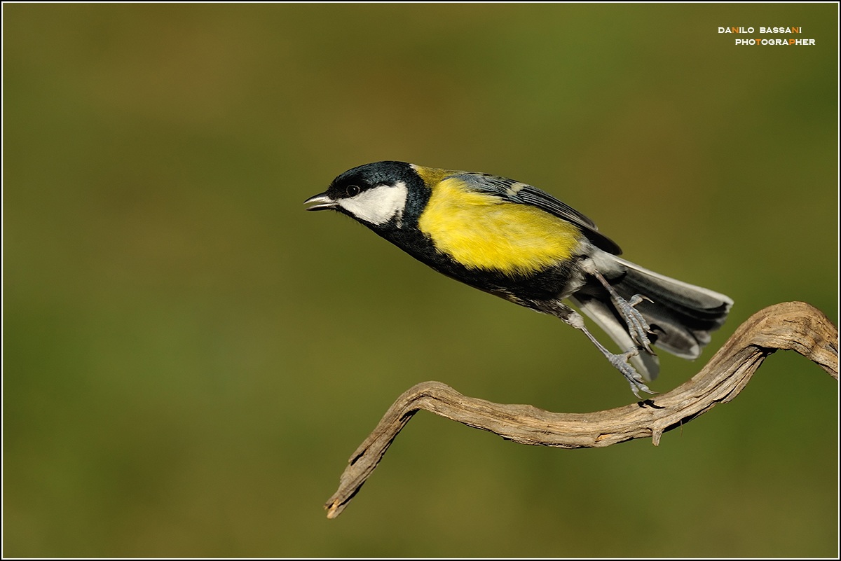 Decollo ad ...ali chiuse