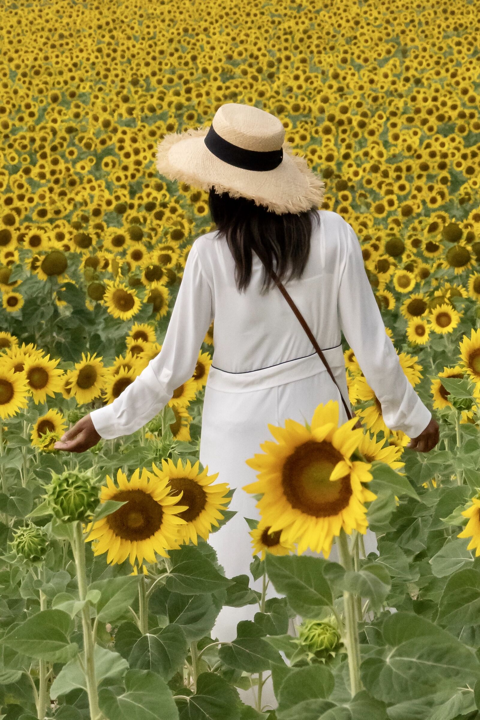 Girasoli che passione