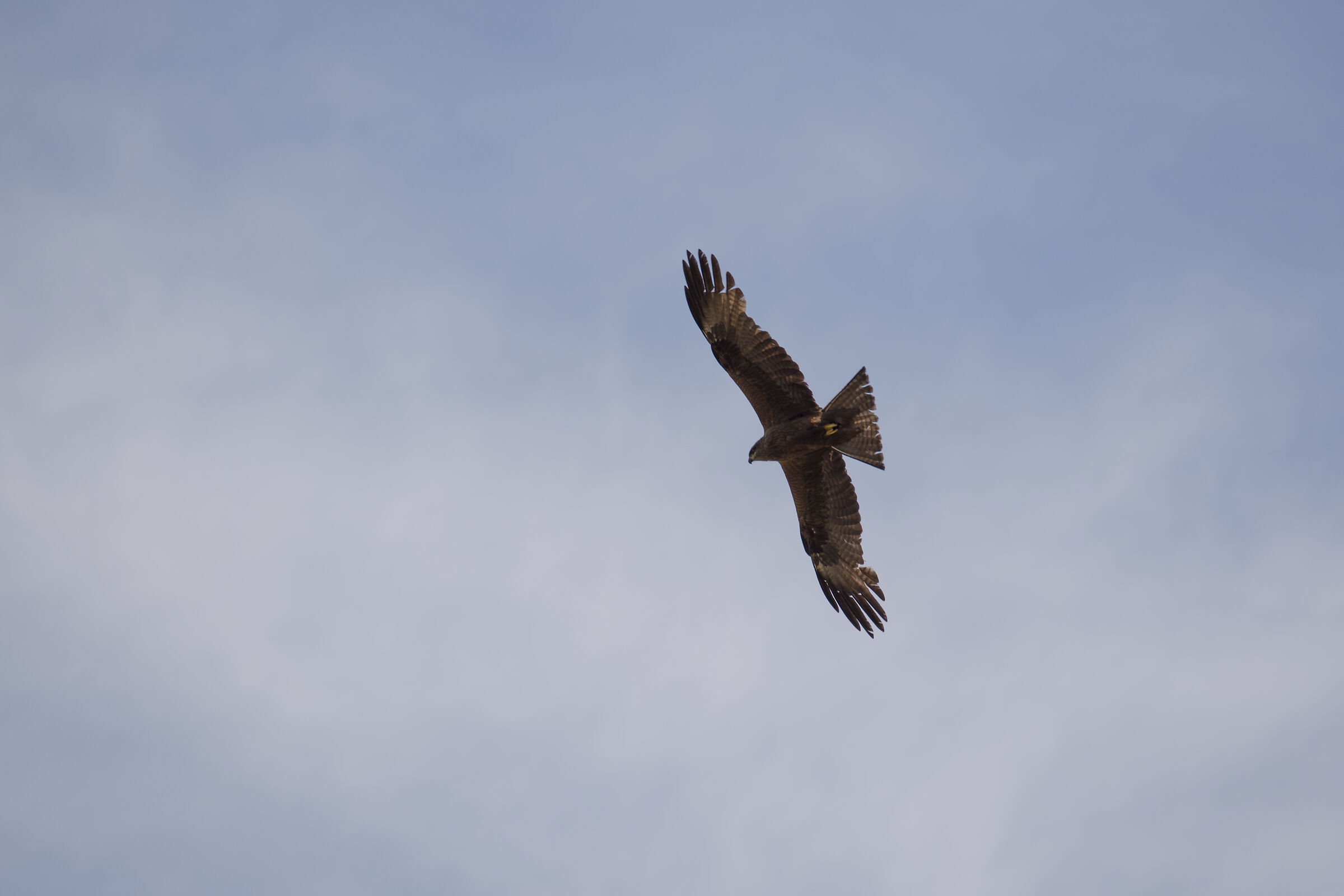 Brown kite in search of prey