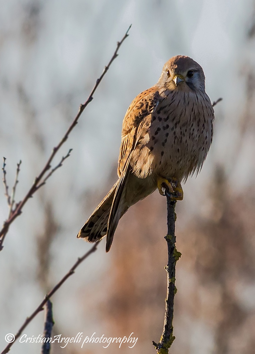 My first Kestrel 3