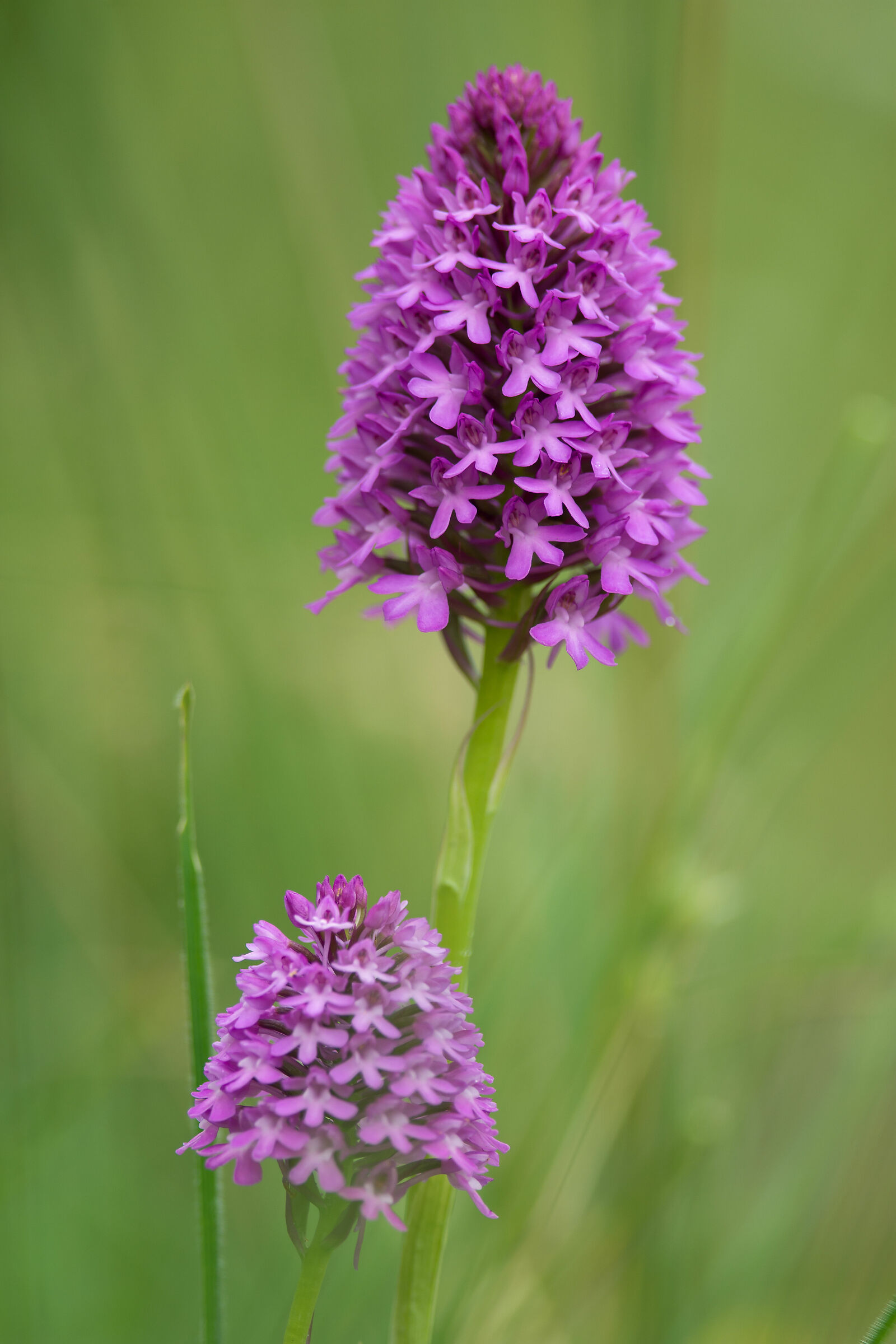 Anacamptis pyramidalis