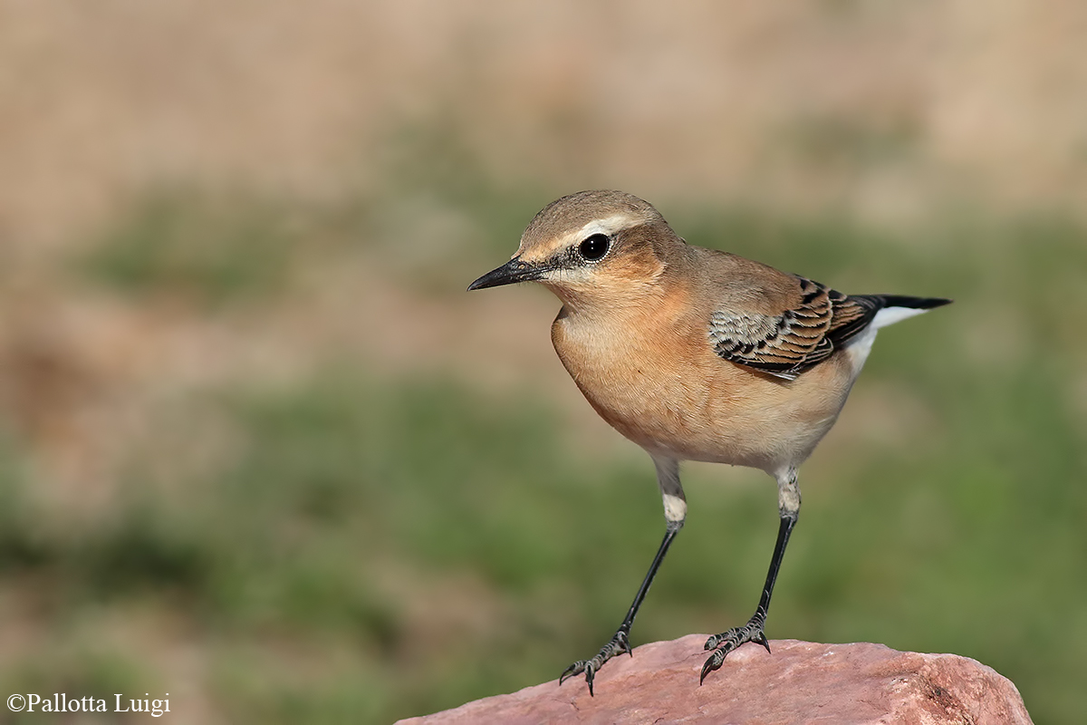 Culbianco (Oenanthe oenanthe)