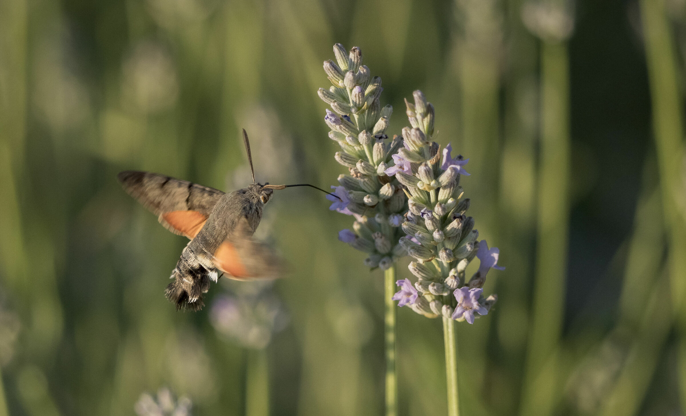 lavender juice for me