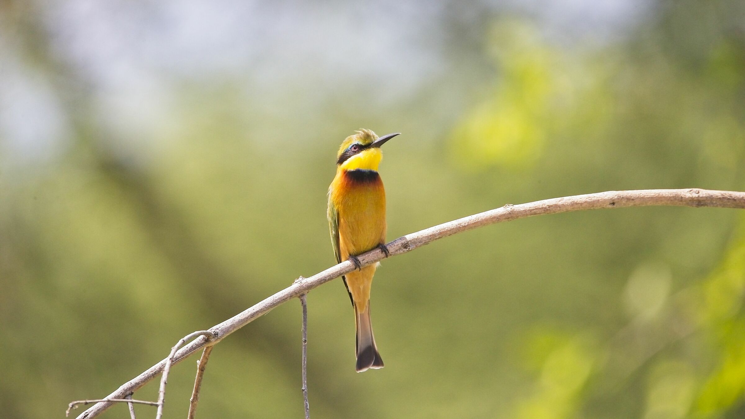 Litlle bee eater in yellow