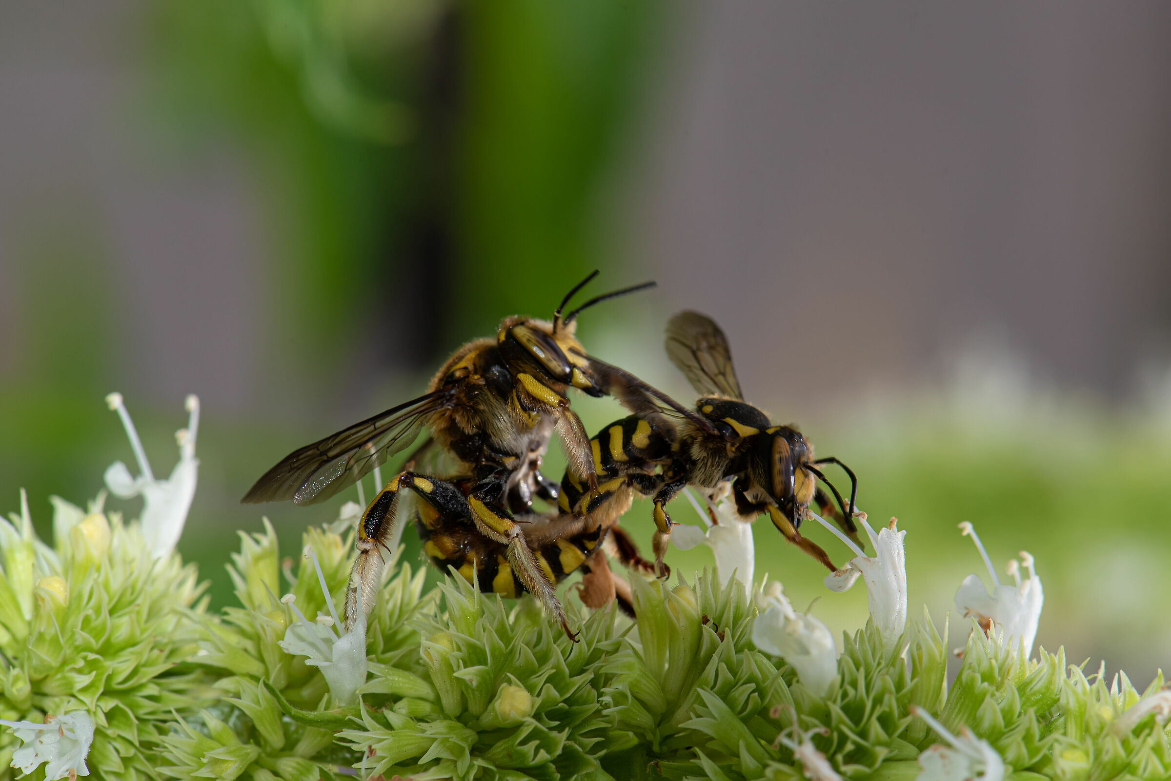 Riproduzione a 24 megapixel