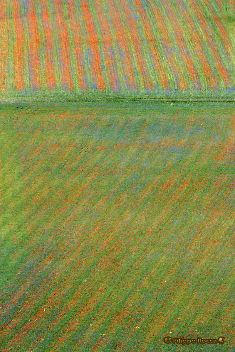 Incanto di colori 02