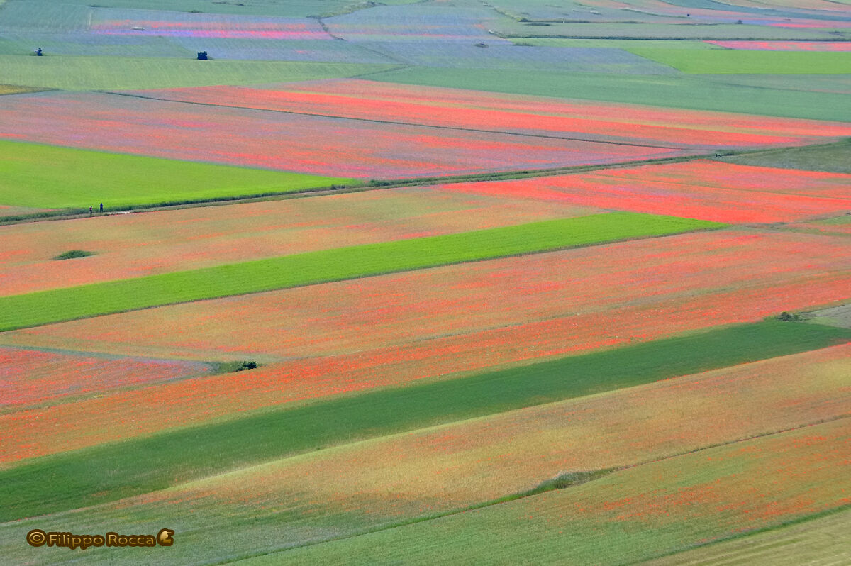 Incanto di colori 05