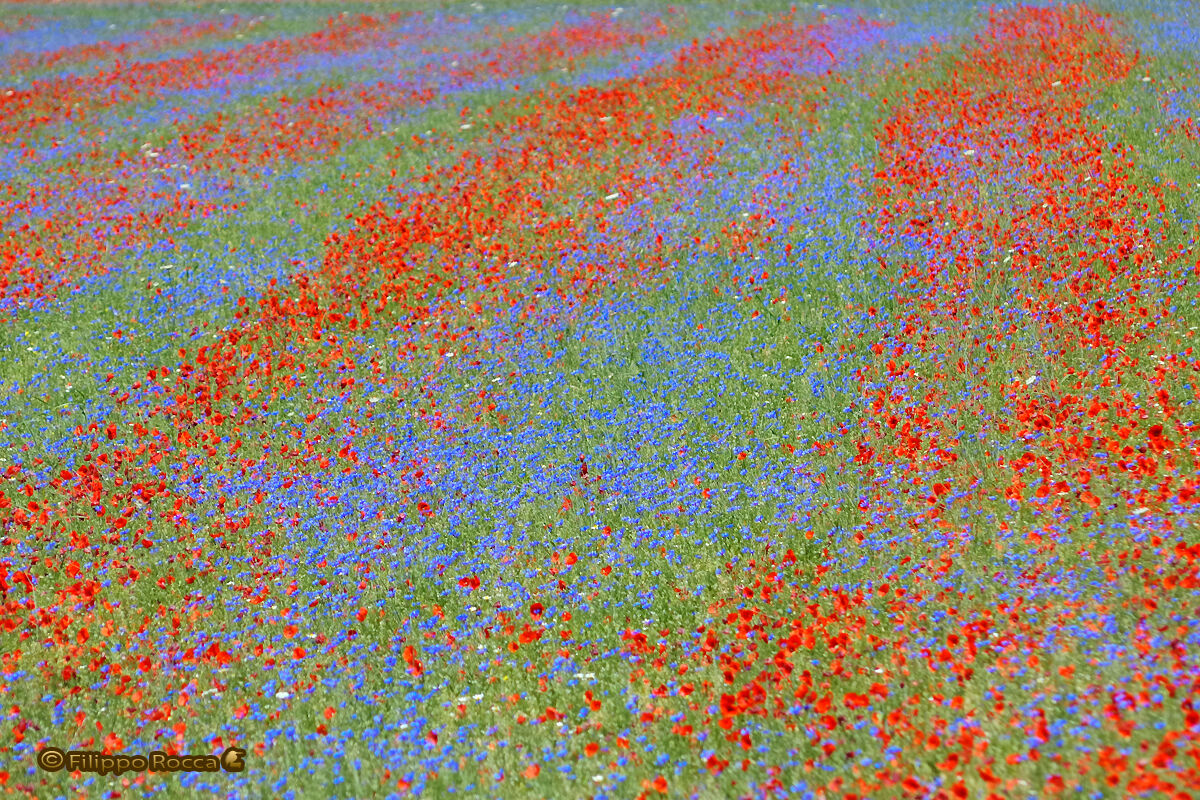 Incanto di colori 06