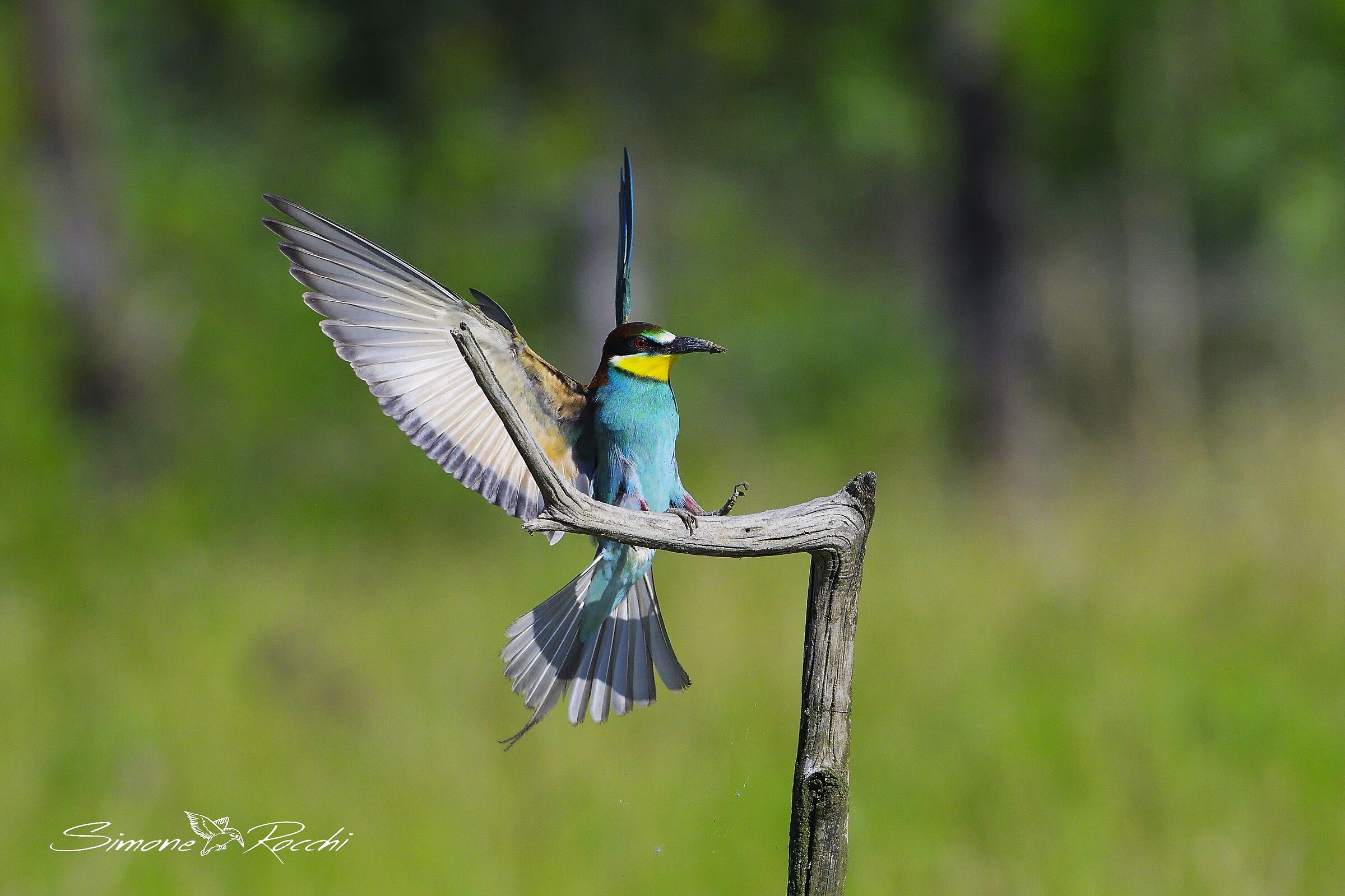 Gruccione - Merops apiaster