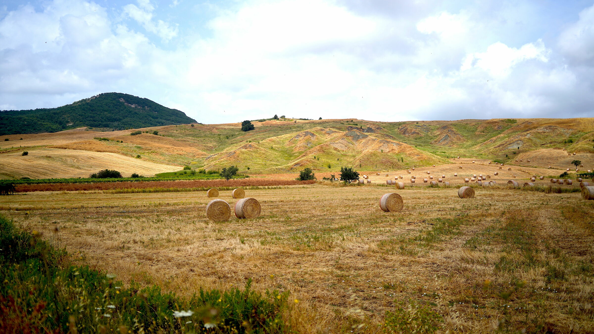 Supermarket for sheep and cattle.