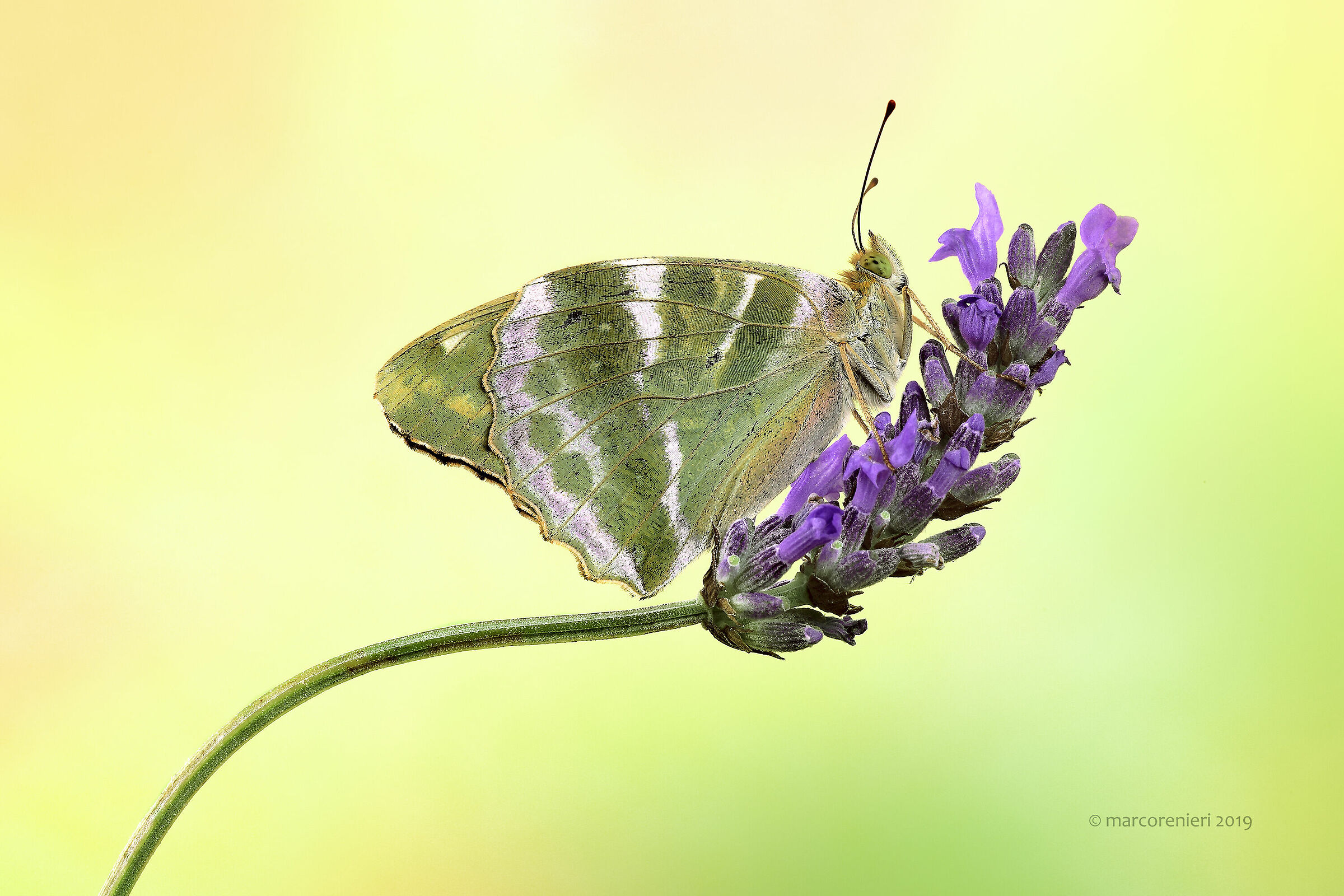 Argynnis pandora