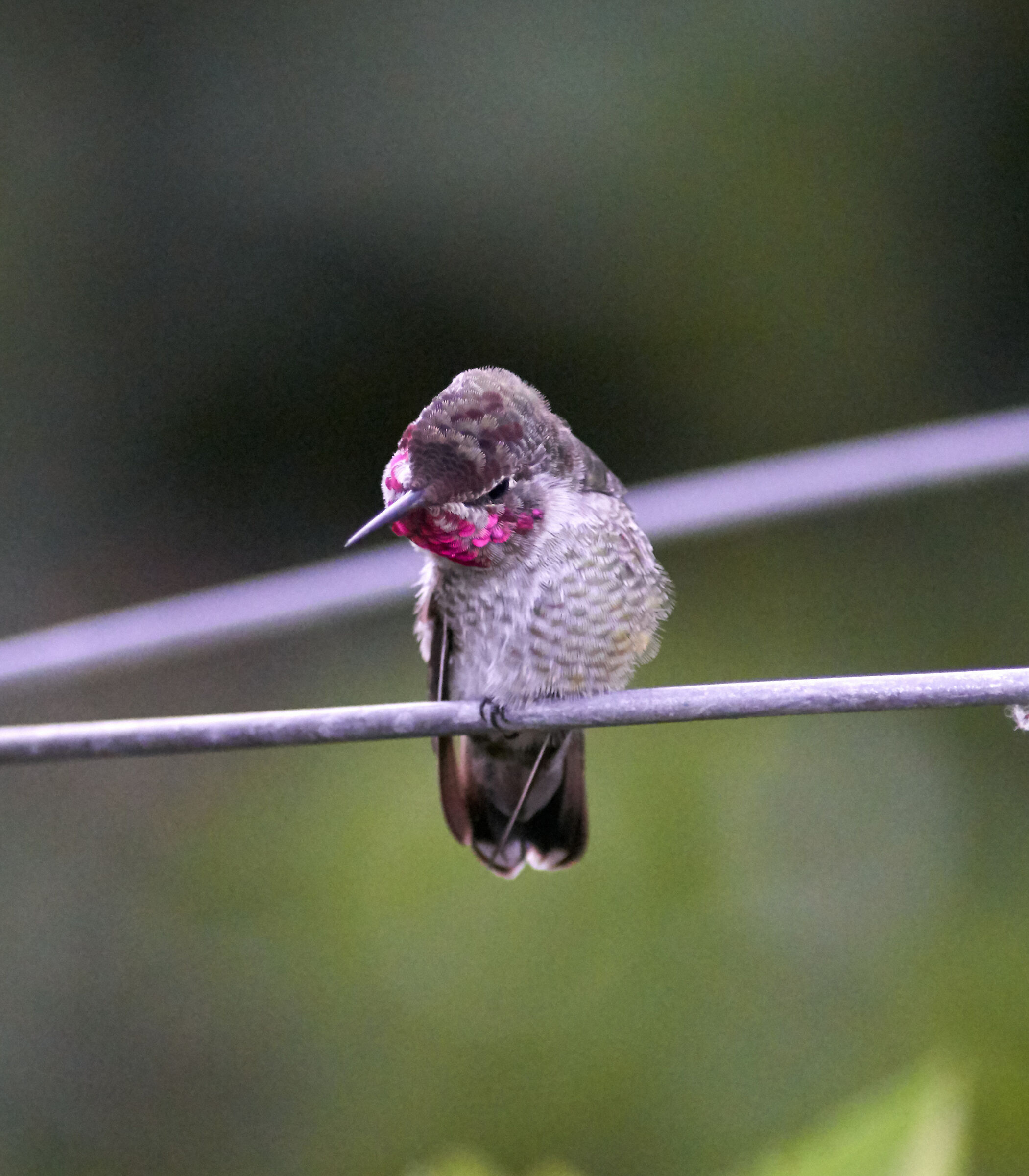 hummingbirds gymnastics 3