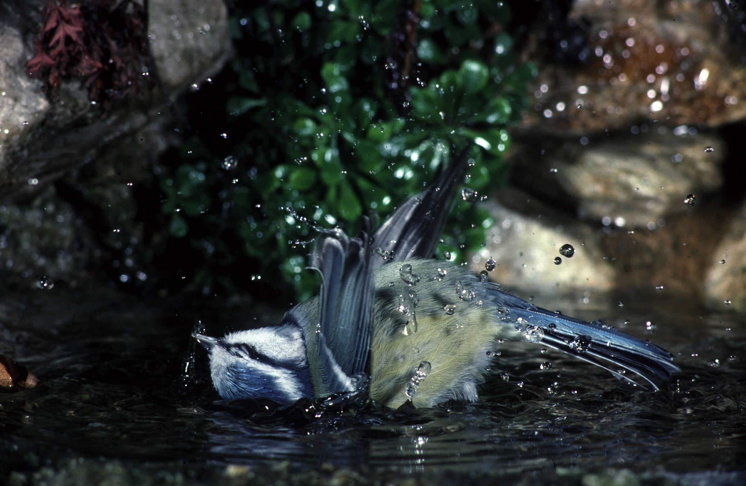 cinciarella al bagno pellicola 64 kodakcrome