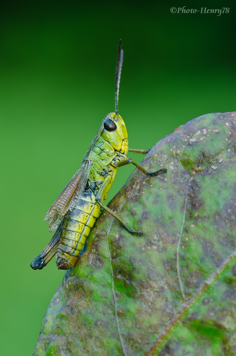 ...non proprio in gamba...