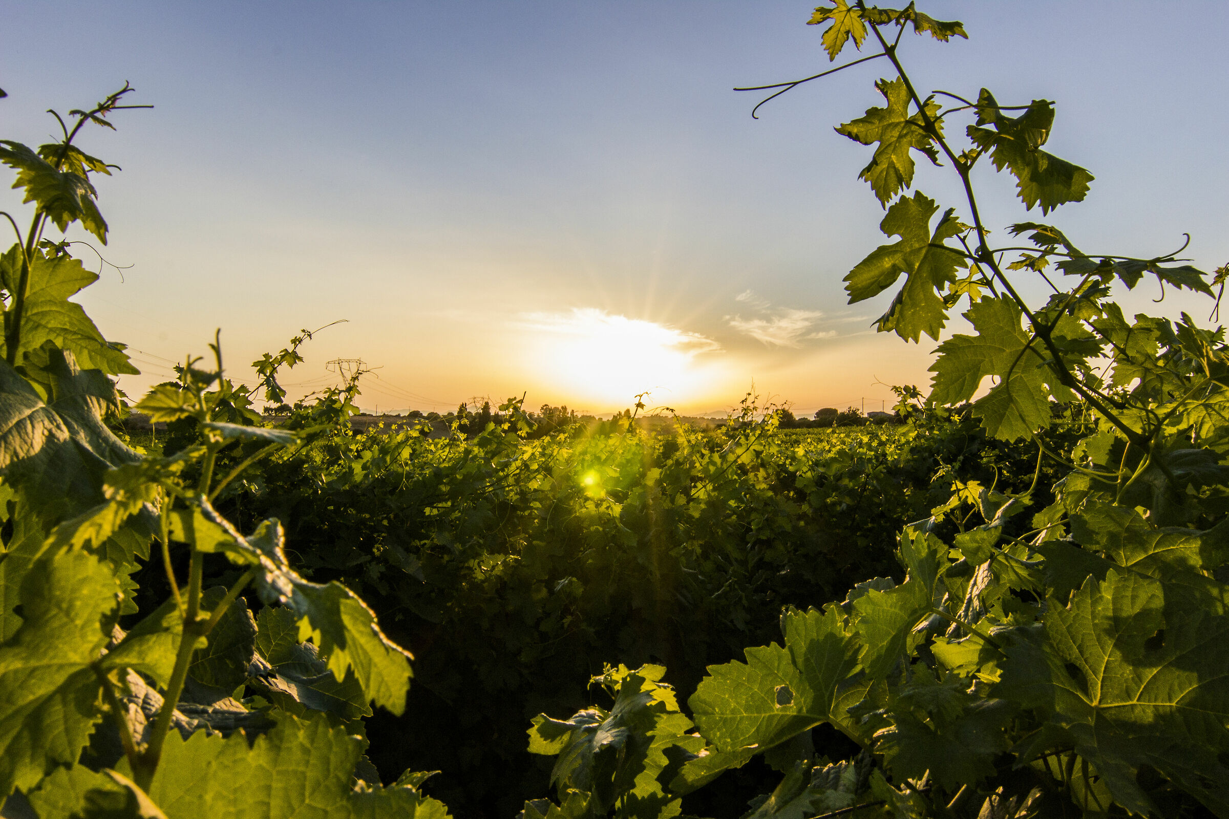 The Vermentino del Coros