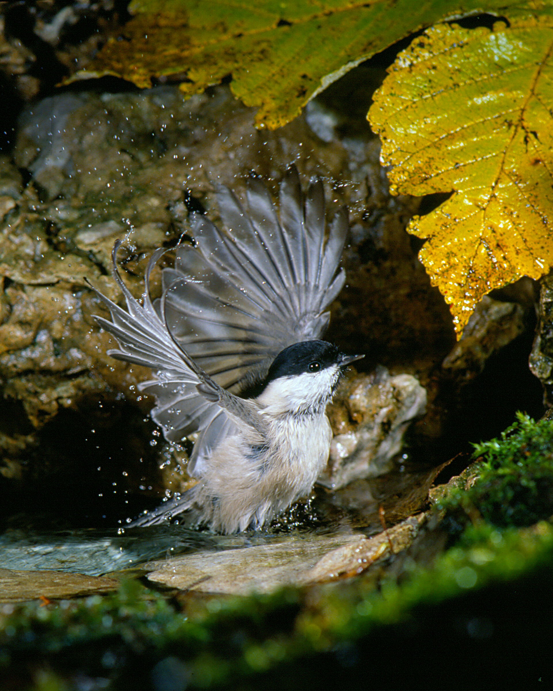 cicncia bigia alpestre