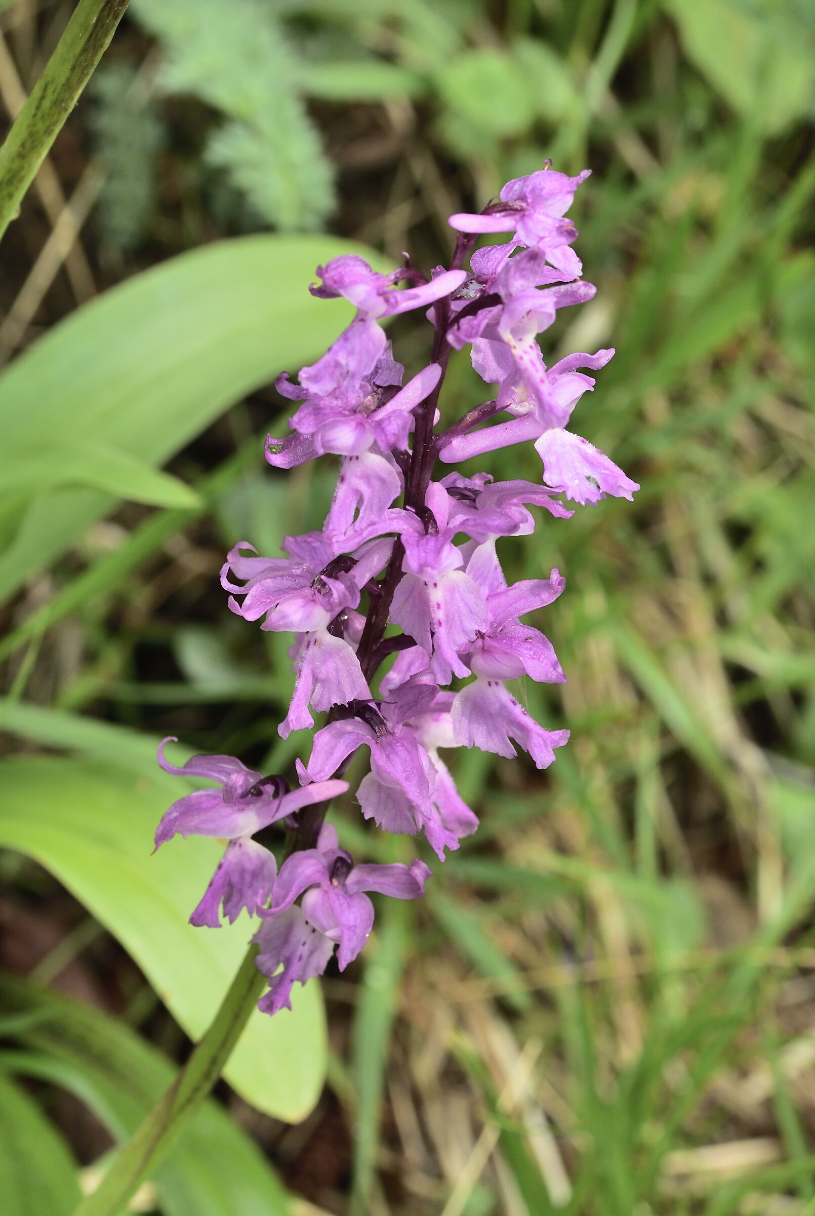orchid orchid latifolia