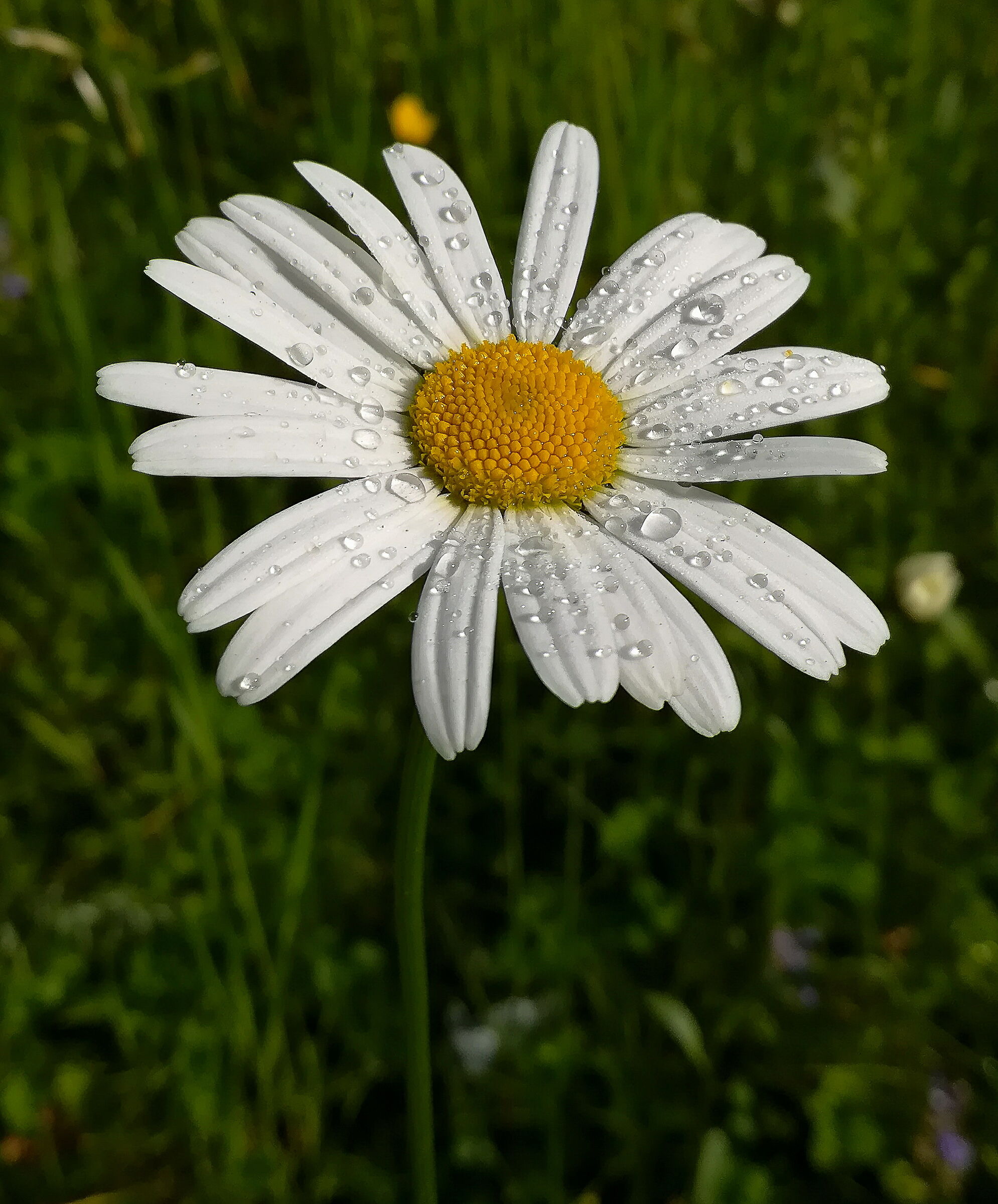 He loves me, he doesn't love me.