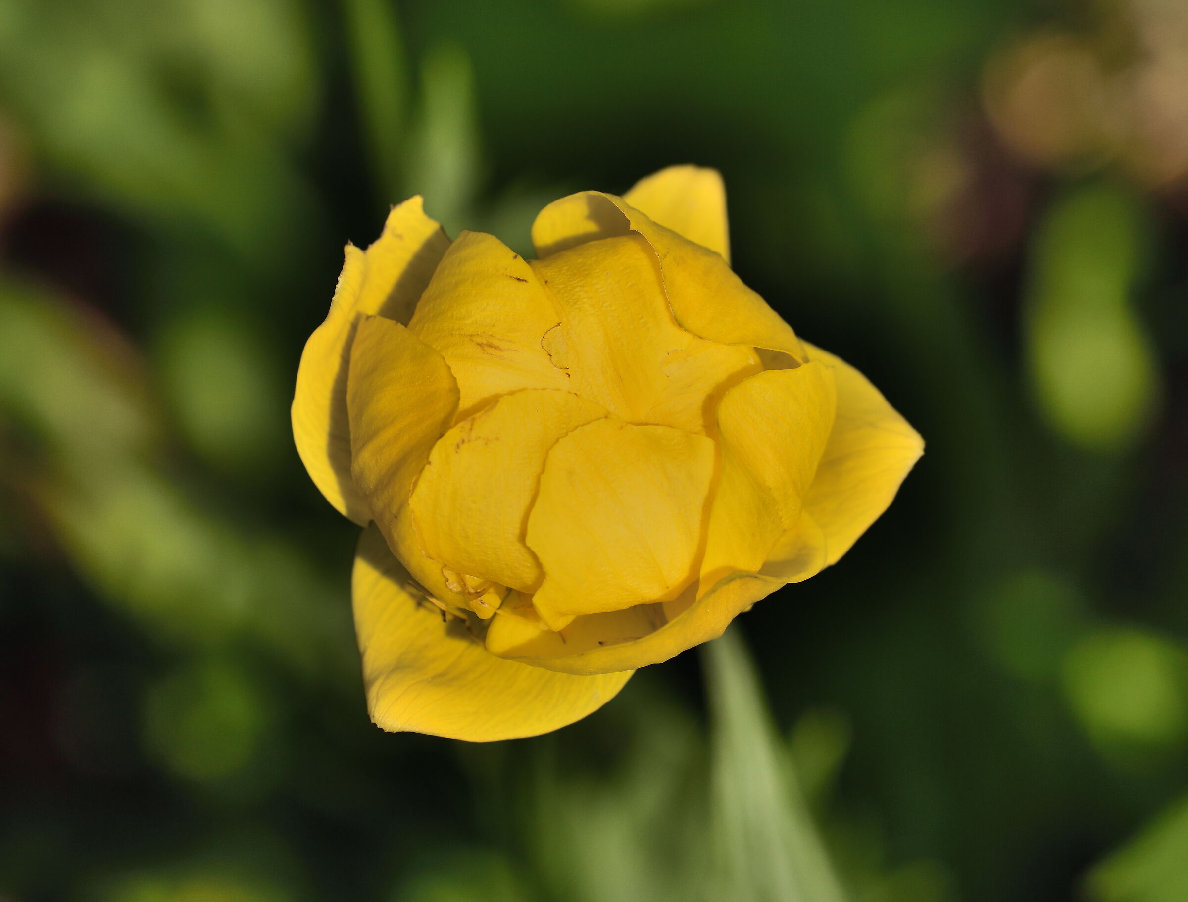 trollius europeaus or golden botton