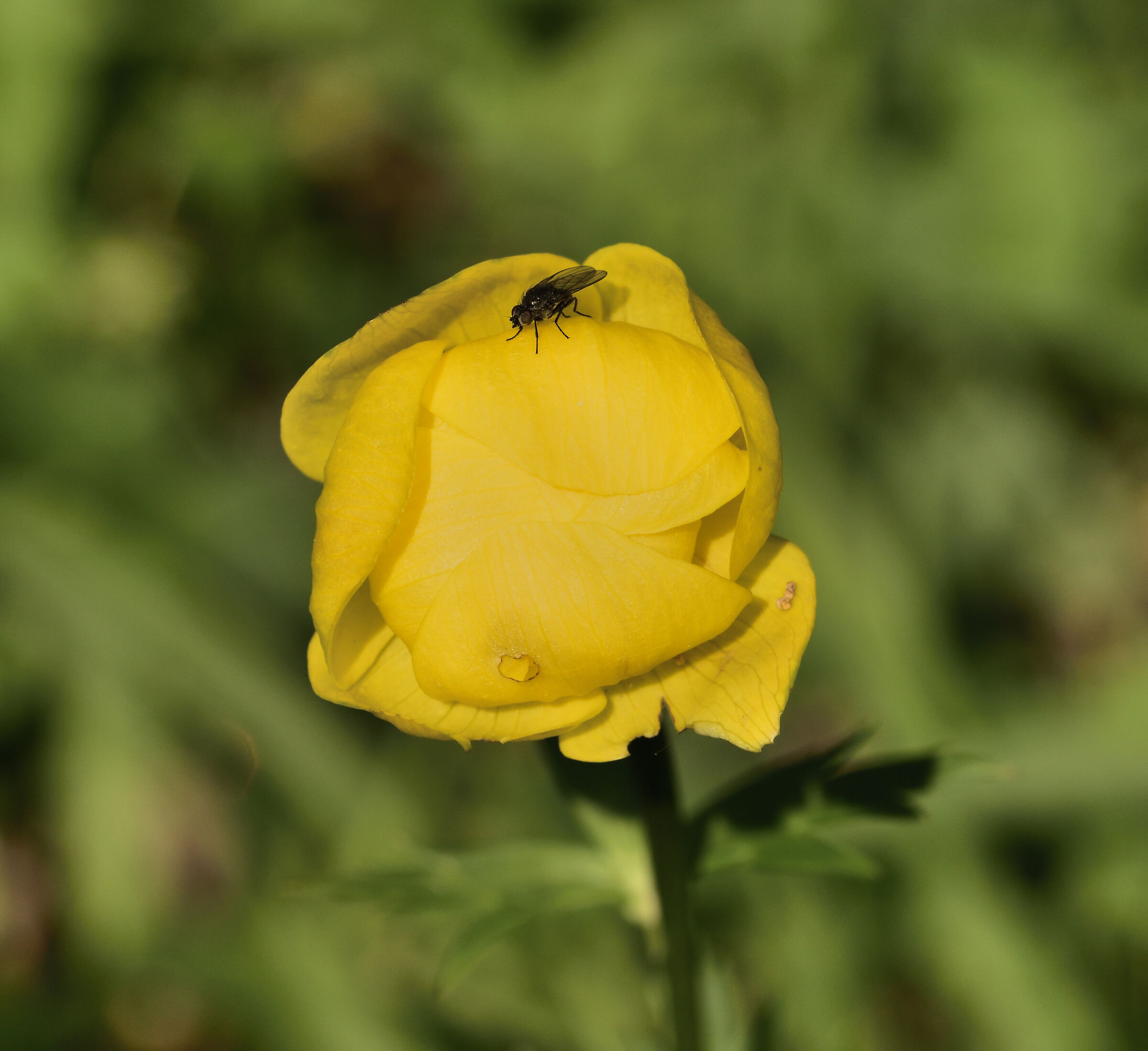 trollius europeaus or golden botton