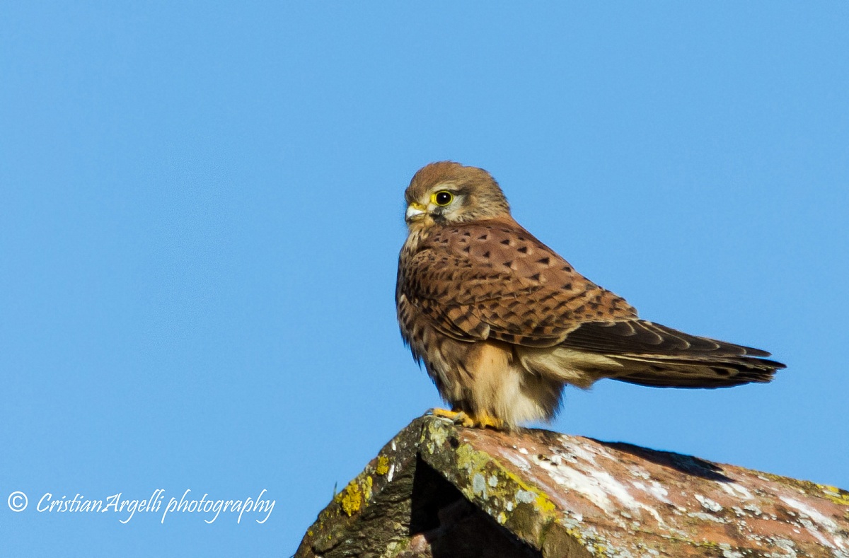 Kestrel