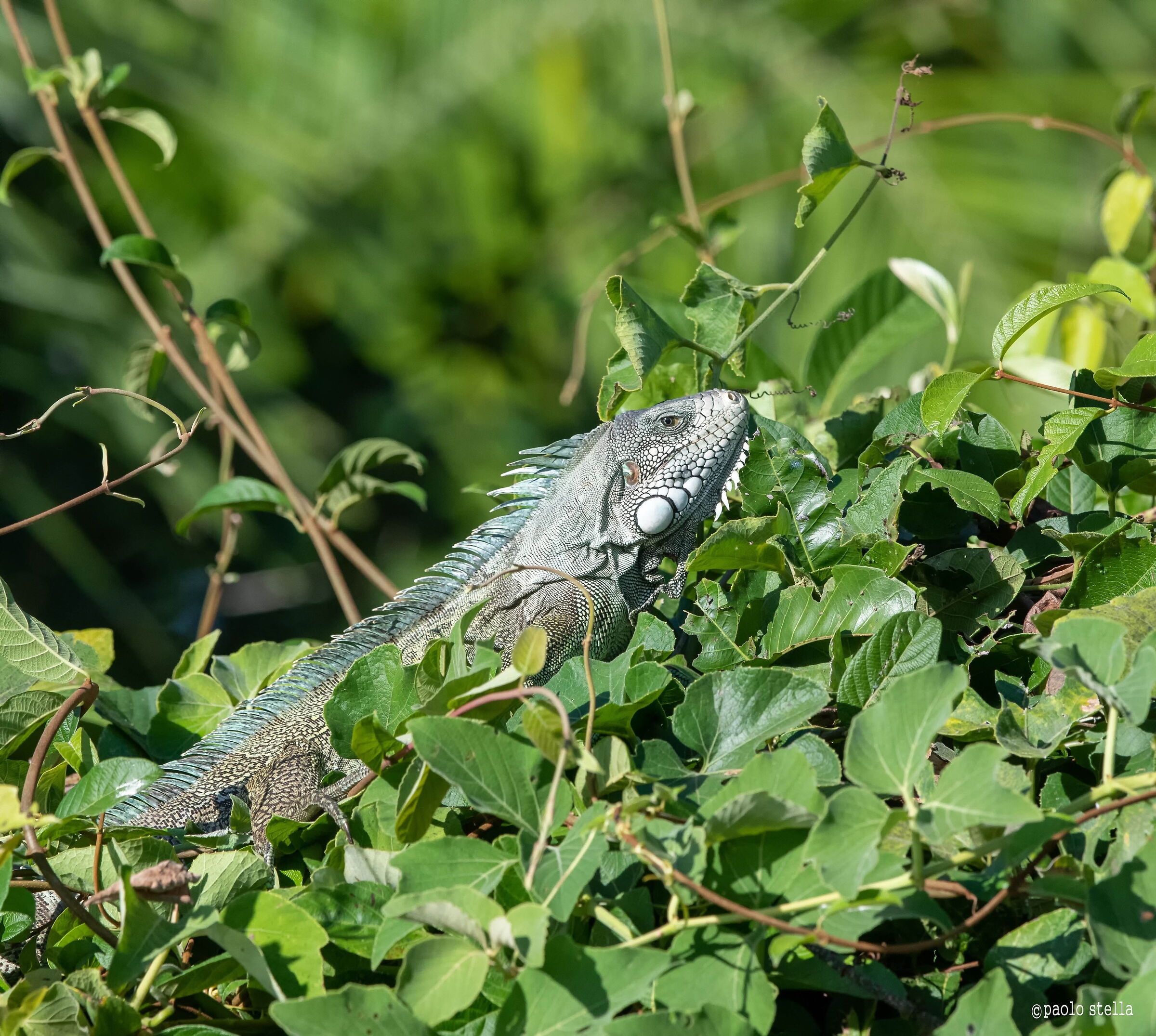 iguana verde